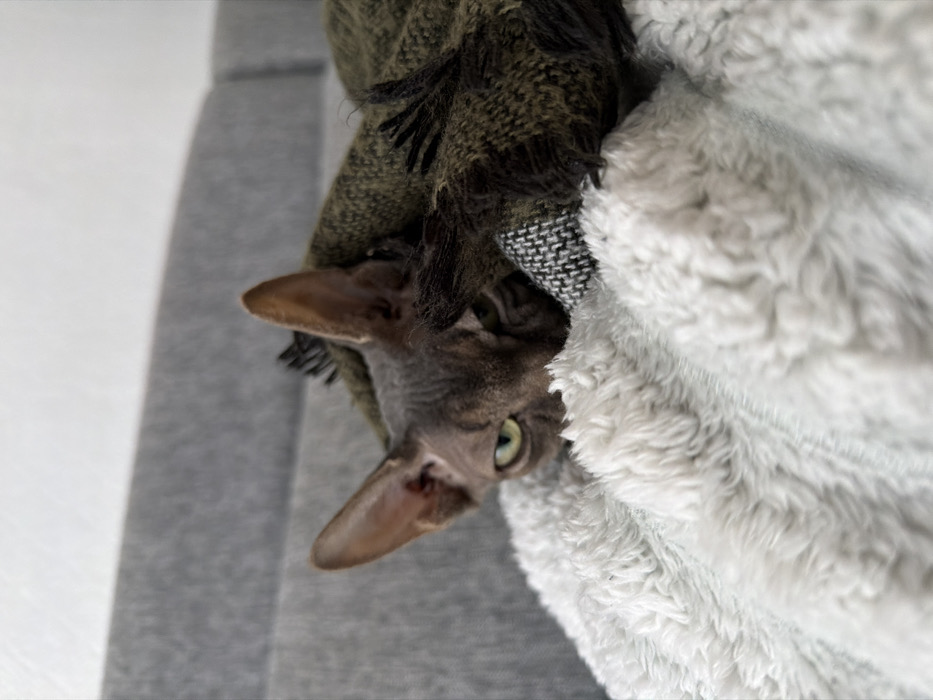An indoor domestic scene in Paris, France, depicts a Sphynx cat partially obscured by blankets. The hairless cat, exhibiting a grey-brown or lilac skin tone and prominent ears, is positioned centrally in the frame, with its head and upper face visible. Its bright green-yellow eyes are open, with the left eye more prominent, directed towards the viewer. The cat rests on a light grey, plush, textured blanket, which occupies the lower portion of the image. An olive-green knitted blanket, featuring black fringe tassels, partially covers the cat's body. A small segment of a black and white patterned textile is visible beneath the olive-green blanket, near the cat's head. The background consists of a grey upholstered surface, likely a sofa, with subtle horizontal stitching, topped by a plain light-colored wall. No people are visible.