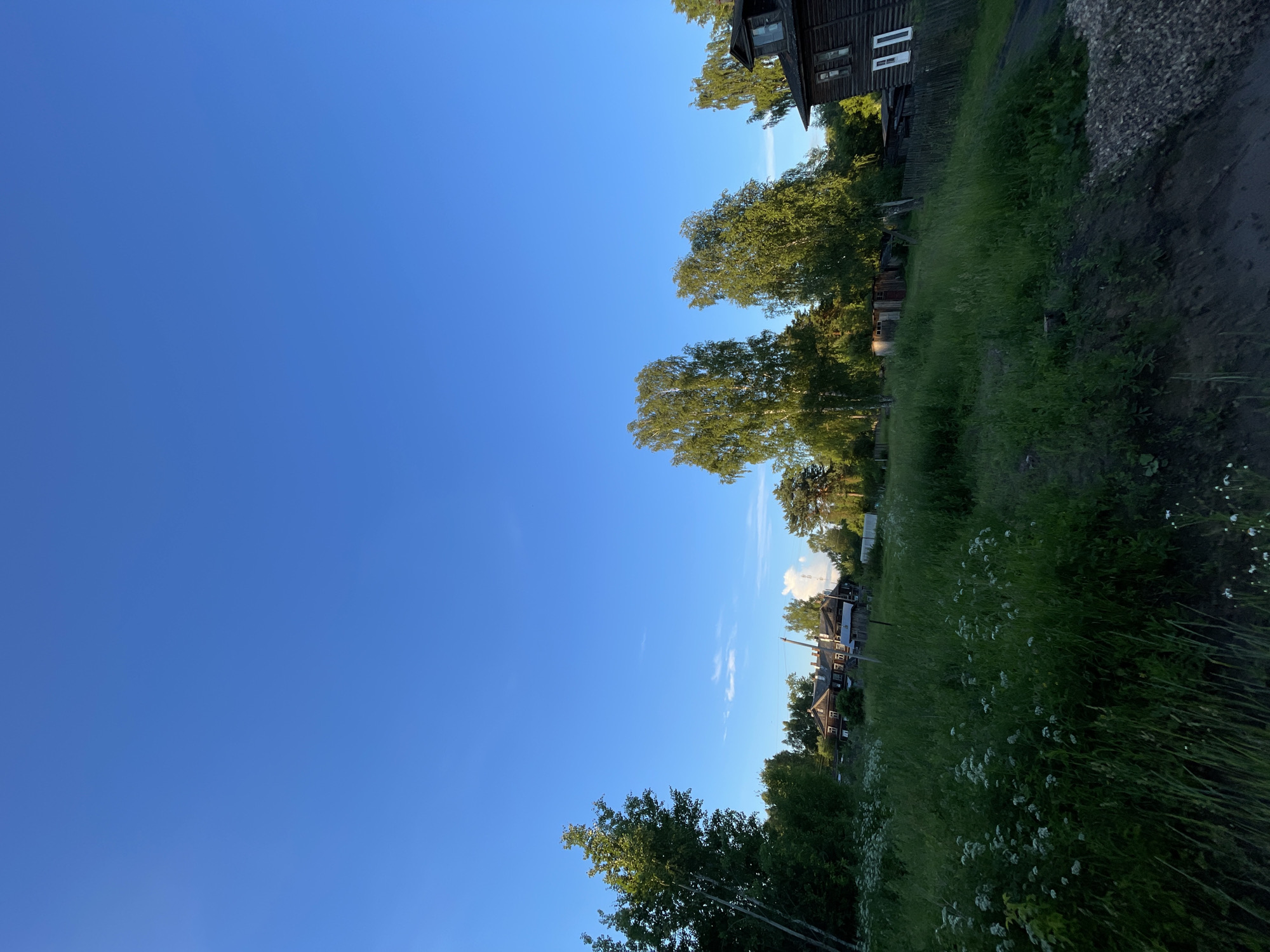 This is a horizontal, eye-level, outdoor shot of a rural landscape in Заречный, Russia, bathed in natural light under a clear, bright blue sky. The foreground is dominated by a dense, tall green grass field with scattered white wildflowers. A slightly raised dirt path runs along the bottom right edge of the frame. In the middle ground, a cluster of wooden buildings, likely houses and outbuildings, are visible amidst trees. A large, multi-story wooden house with several windows is prominent on the right side of the frame, featuring two white rectangular window panes on its upper level. A weathered wooden fence runs along the edge of the property. Tall birch trees with green foliage are scattered throughout the scene, some leaning. The background consists of a dense line of trees and a vast expanse of the clear blue sky. No people are visible in the image.