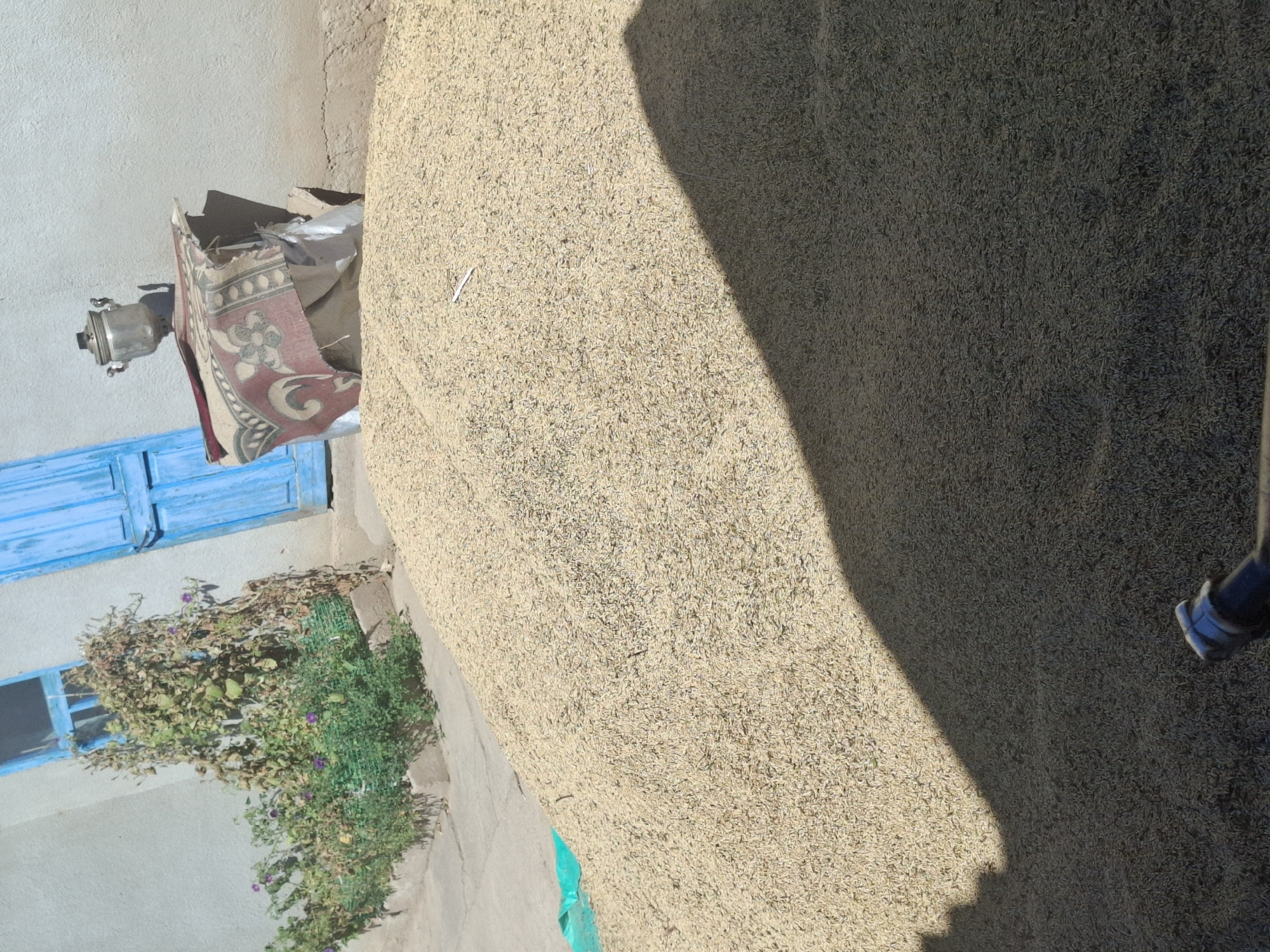 In Jeti-Ögüz, Kyrgyzstan, a large, light-colored mound of grain, possibly rice or wheat, dominates the foreground. The grain is spread across a paved surface, with a green tarp partially visible on the left side. In the background, a light-colored building features a bright blue door and a blue-framed window. Adjacent to the building, a dense plant with green leaves and some dried brown foliage is growing. To the right of the plant, a silver samovar sits atop a red and gold patterned cloth draped over a lighter colored object, possibly a sack. A sharp shadow stretches diagonally across the grain pile from the right. A black object, possibly the end of a pipe or tool, is visible at the bottom of the frame. The scene appears to be an outdoor storage or drying area.