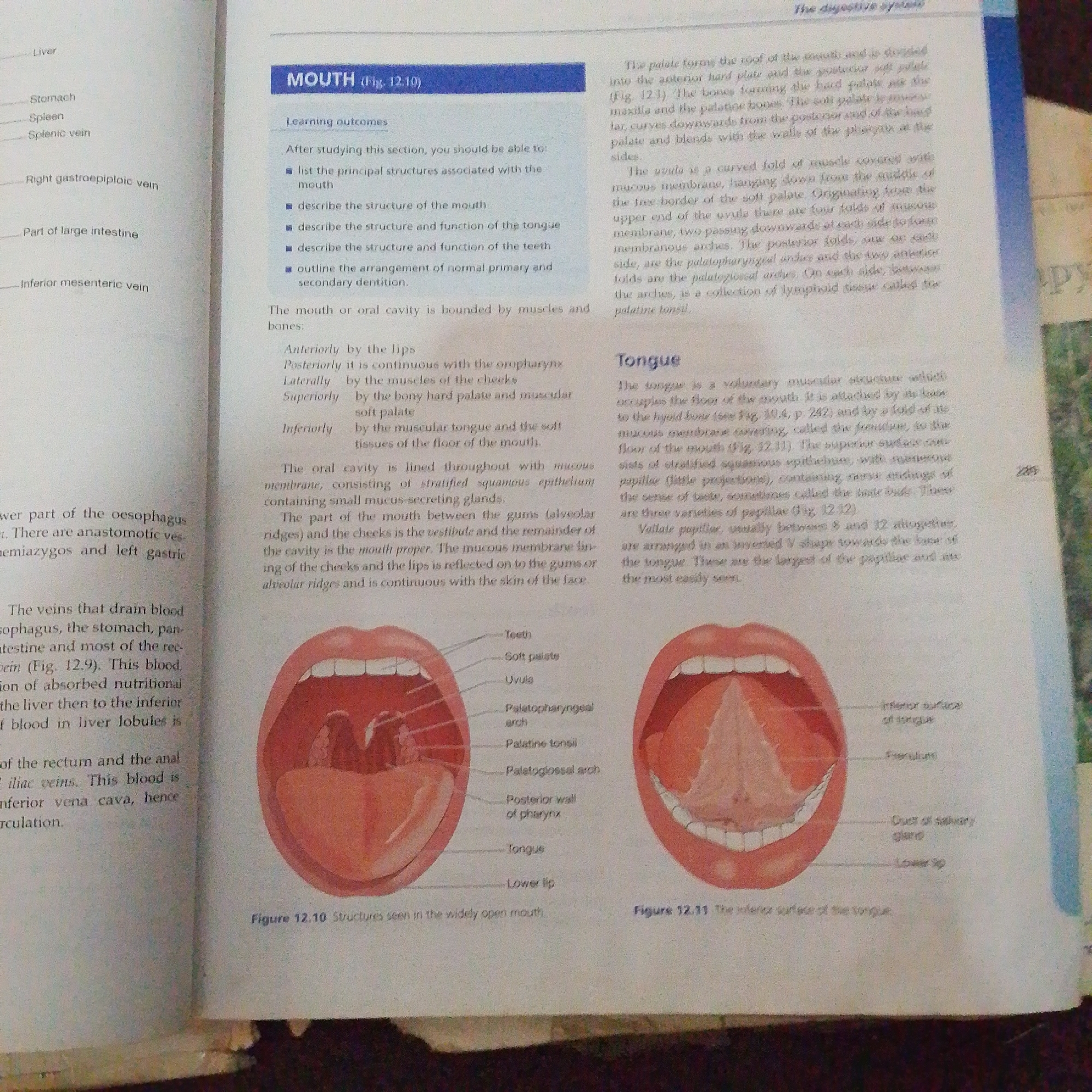 The image displays an open page of a textbook. The left side of the page shows a diagram with labels such as "Liver," "Stomach," "Spleen," "Splenic vein," "Right gastroepiploic vein," "Part of large intestine," and "Inferior mesenteric vein." The right side of the page features text discussing the "MOUTH" and "Tongue," accompanied by two diagrams illustrating the mouth and tongue structures. The diagram on the left shows a widely open mouth with labels pointing to "Teeth," "Soft palate," "Uvula," "Palatopharyngeal arch," "Palatine tonsil," "Palatoglossal arch," "Posterior wall of pharynx," and "Tongue." The diagram on the right shows the inferior surface of the tongue with labels for "Inferior surface of tongue," "Frenulum," "Duct of salivary gland," and "Lower lip." The text also includes learning outcomes related to the mouth and tongue. There is no information within the image that relates to Jalingo, Nigeria.