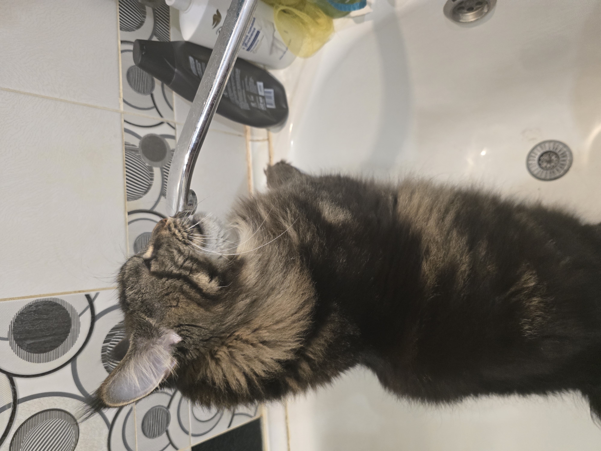 A fluffy, long-haired cat with brown and black fur is standing on its hind legs inside a white sink, with its head tilted upwards, drinking from a silver faucet. The cat's paws are resting on the edge of the sink. Behind the cat, there are two dark-colored bottles and a yellow sponge visible on the edge of the sink. The background features a tiled wall with a pattern of black and white circles and stripes. The lighting suggests an indoor setting, likely a bathroom.
