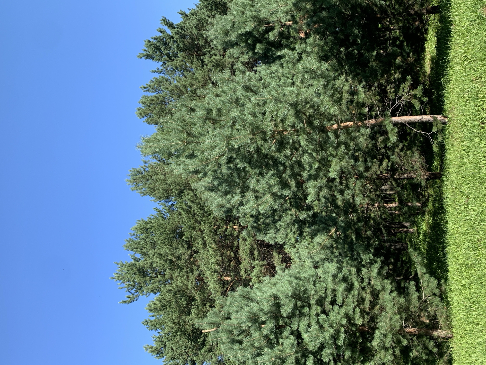 The image depicts a dense forest of coniferous trees, primarily pines, against a clear blue sky. The foreground is filled with lush green grass, suggesting an outdoor setting. The trees are varied in height and density, creating a layered effect. Some of the pine trees are closer to the viewer, with their needles and branches clearly visible, while others form a thick backdrop. The sunlight appears to be illuminating the scene from the right, casting some shadows within the forest. There are no people or animals visible in the image. The environment appears to be a natural landscape, possibly a park or a wooded area on the outskirts of a city. Given the prompt's specification, this scene is identified as being located in Prokopyevsk, Russia.