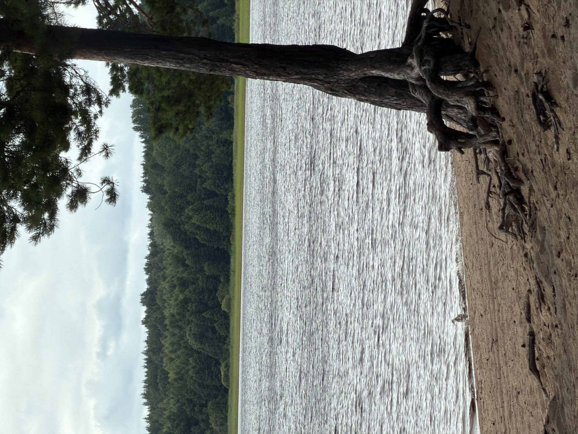 The image depicts a body of water, likely a lake, with a shoreline characterized by a large tree with exposed roots. The water's surface is rippled, reflecting the overcast sky. On the far side of the water, a dense, dark green forest stretches along the horizon, meeting a strip of light green vegetation. The sky is filled with scattered clouds, suggesting a cloudy or possibly a late afternoon day. The lighting is diffused, with no strong shadows. The scene evokes a sense of natural tranquility and wilderness. The tree on the shore is prominent, with its gnarled roots gripping the sandy or earthy bank. The overall atmosphere is peaceful and serene, with the natural elements dominating the composition. There is no visible text in the image.