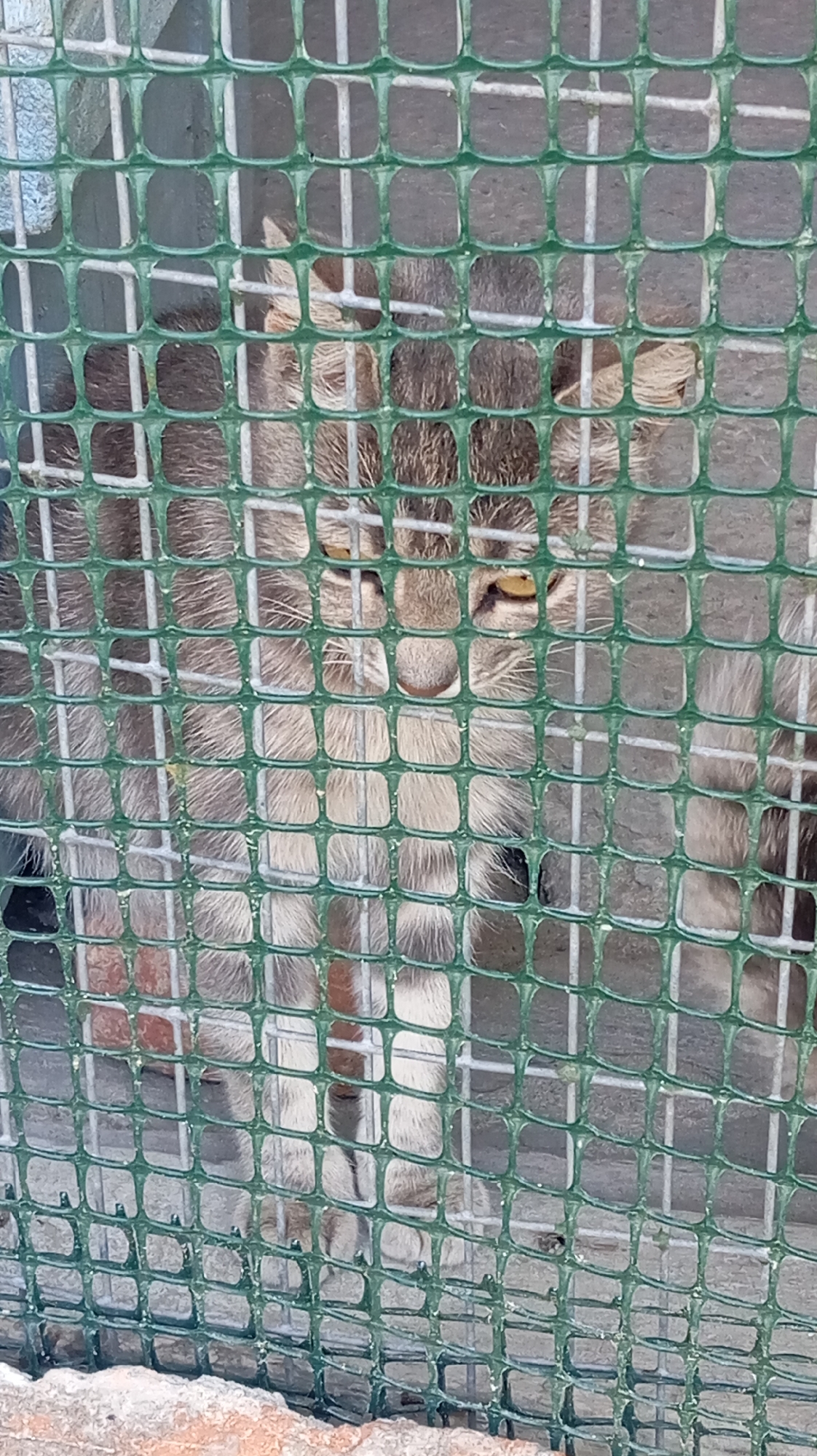 The image shows a cat with tabby markings behind a green mesh fence. The cat's eyes are visible and are yellow. The cat appears to be in an enclosure. The ground is rough and appears to be dirt or concrete. There is a sandy or gravelly area in the foreground. The overall impression is that the cat is in an outdoor enclosure, possibly a temporary one. The image is shot from a slightly elevated angle, looking down at the cat.