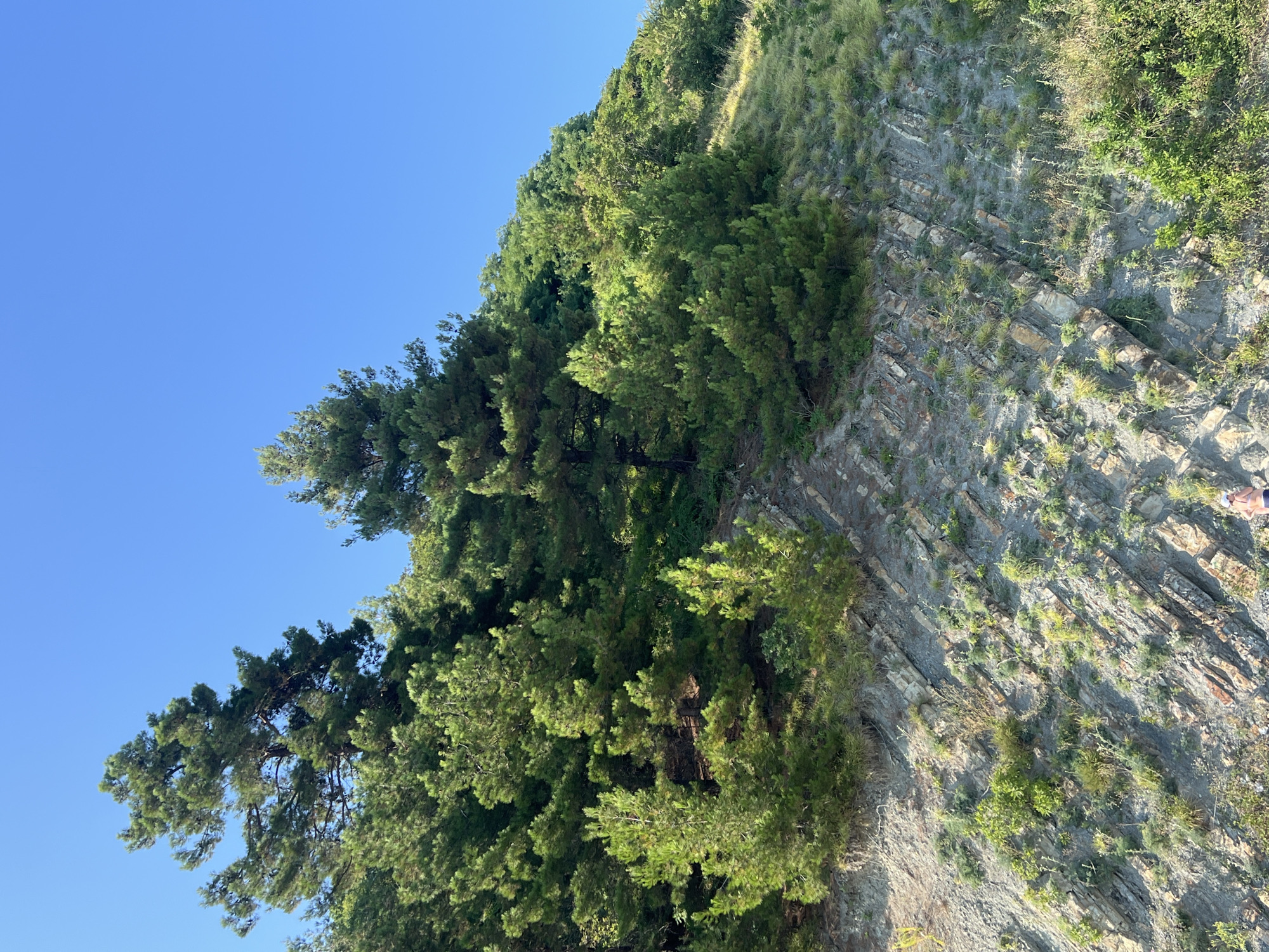 The image depicts a hillside covered with lush green pine trees against a clear blue sky. The hillside is characterized by exposed rock formations, appearing as layered sedimentary strata. Small green plants and grasses are scattered across the rocky terrain. In the lower right corner, a person is partially visible, wearing dark shorts and a light-colored cap, standing on the rocks. The scene suggests a natural, outdoor environment.