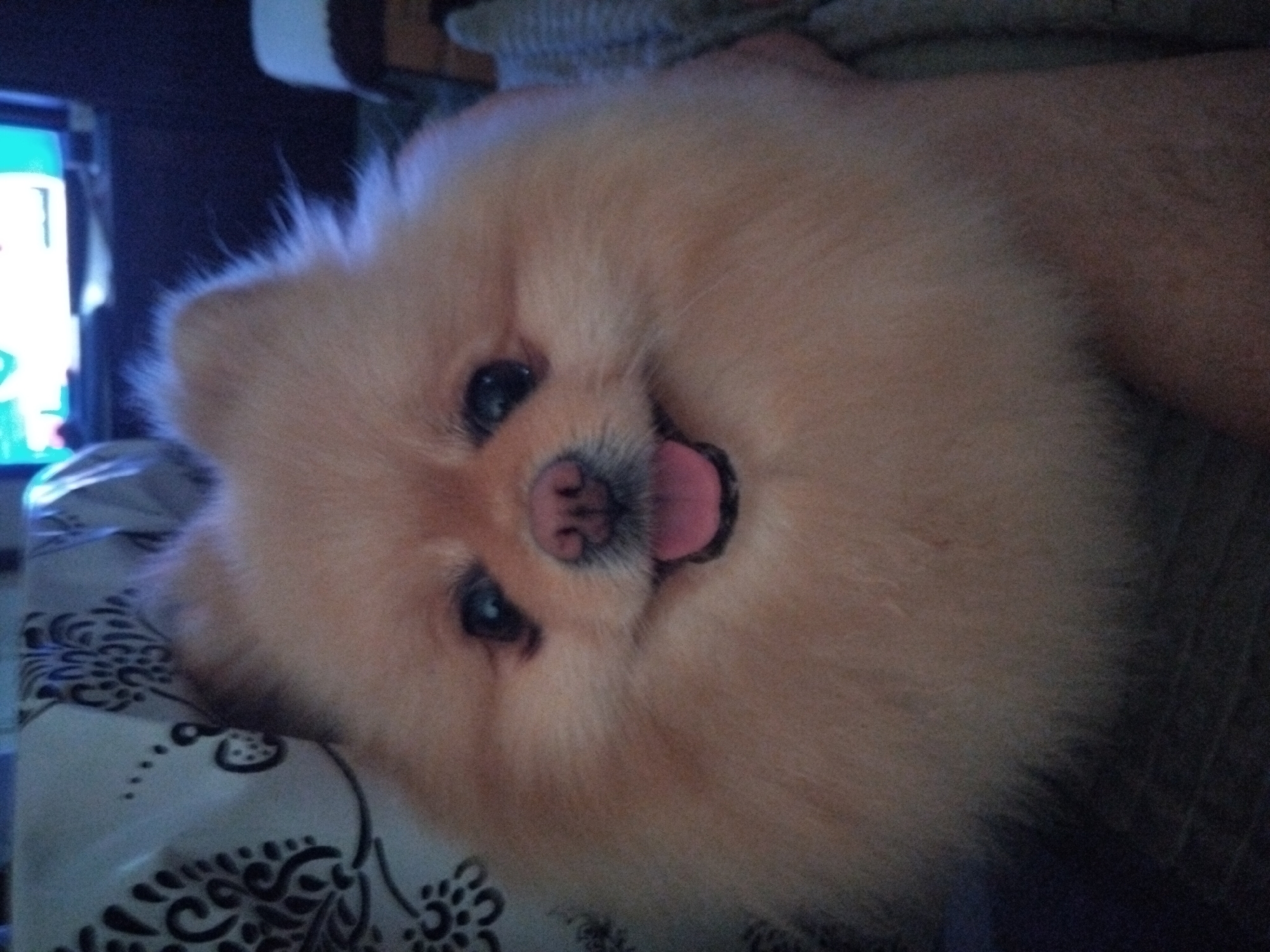 The image shows a close-up of a Pomeranian dog's face. The dog has light brown fur and is looking directly at the camera with its tongue sticking out slightly. The background is blurred, but appears to be an indoor setting with a patterned fabric to the left and a dark surface to the right. There is no discernible information about the city of Apriltsi, Bulgaria within the image or its provided context.