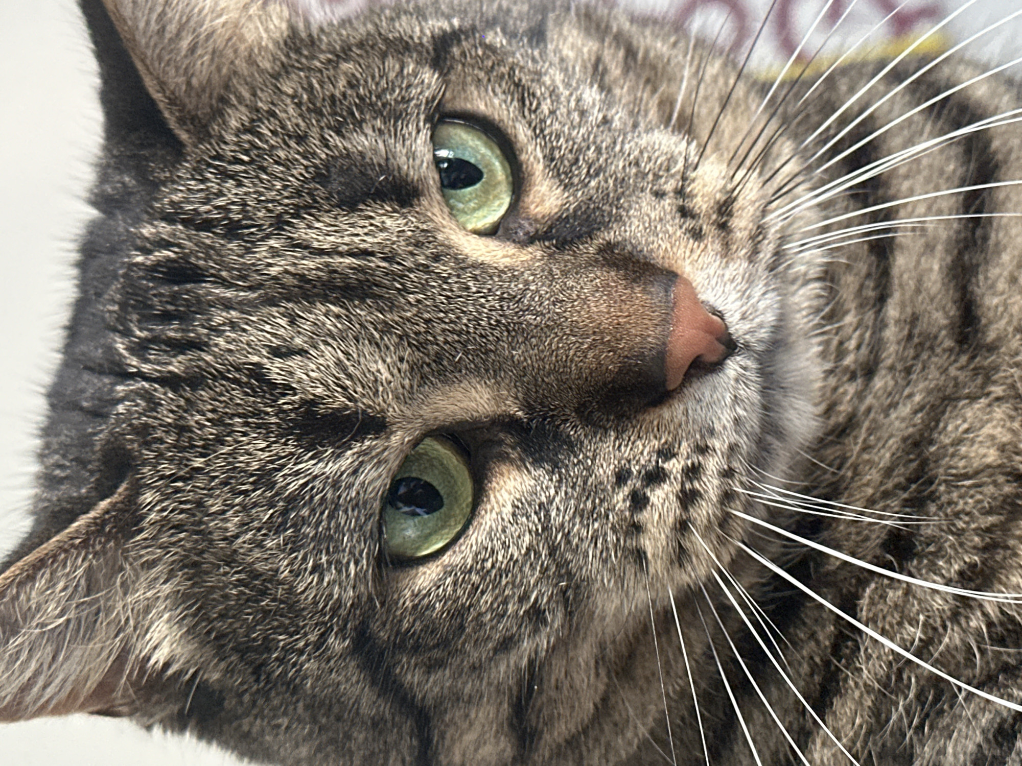 This close-up portrait features a domestic cat, likely a tabby, seen from a slightly elevated and tilted angle. The cat's face fills the frame, with its head tilted to the side, giving it a curious or attentive expression. Its prominent eyes are a striking shade of green, with dark, vertical pupils, and they appear wide and focused.
The cat's fur displays a classic tabby pattern with a mix of brown, grey, and black stripes and spots, visible in high detail across its face and head. Its nose is a soft pinkish-brown, and a profusion of long, white whiskers extends outwards from its muzzle, with some darker whiskers also present above its eyes. Part of one ear is visible on the left side of the frame, showing the textured fur within.
The background is softly blurred and appears light-colored, keeping the focus entirely on the cat. The lighting is bright and natural, highlighting the textures of the fur and the vivid color of the eyes. The cat appears calm and alert, engaging directly with the viewer. The location context for the image is Châtenay-Malabry, France. There is no visible text in the image.