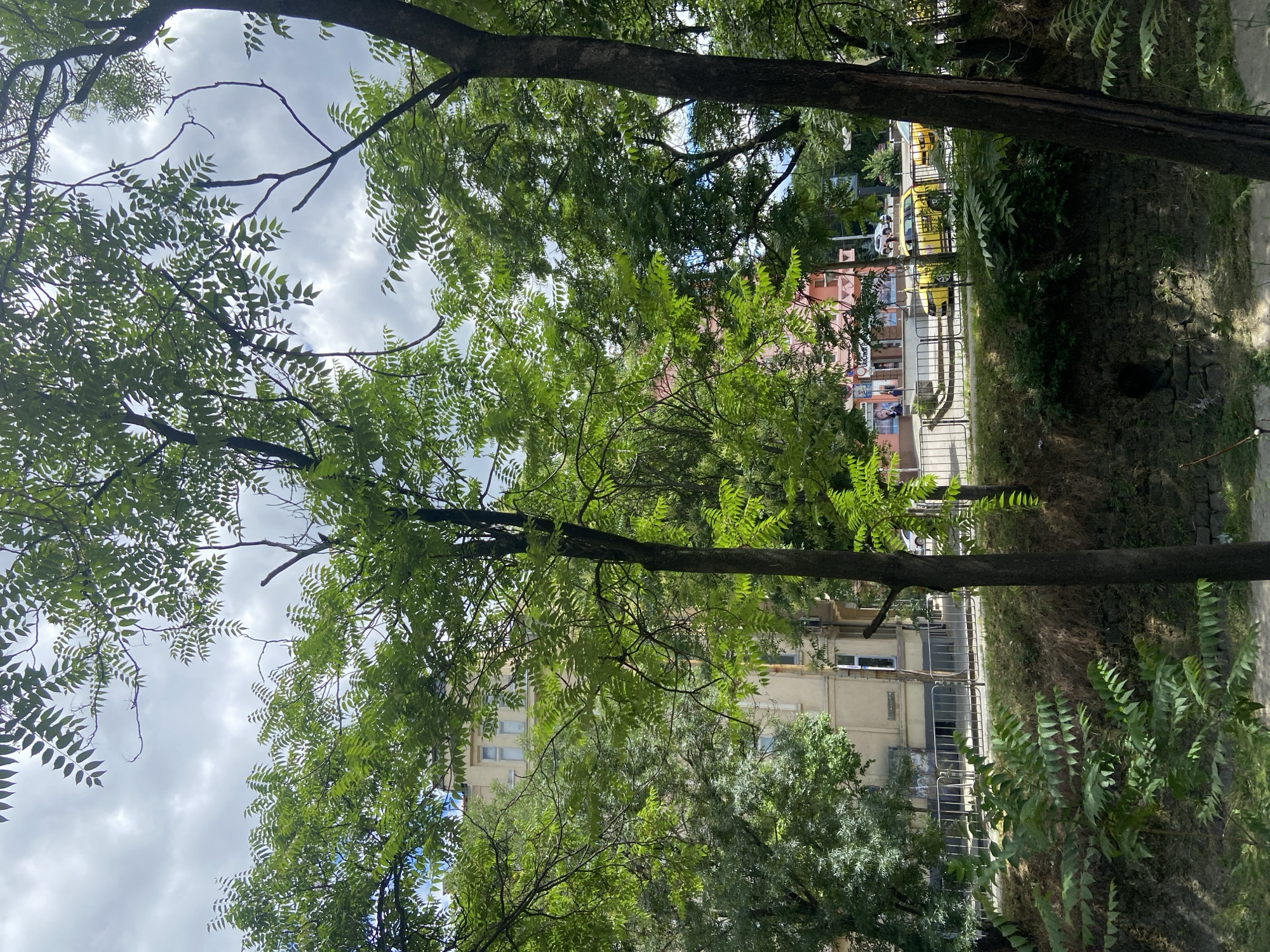 The image depicts a street scene in Sofia, Bulgaria, viewed from an elevated perspective through the branches and leaves of several trees. In the foreground, the dark trunks of two trees are prominently visible, with lush green foliage obscuring much of the background. Behind the trees, an aged, light-colored building with multiple windows stands on the left side of the street. A metal fence runs along the edge of the sidewalk in front of the building. Across the street, yellow taxis are parked and in motion, indicating a commercial area. The sky is overcast with clouds, and the overall atmosphere suggests an urban environment.