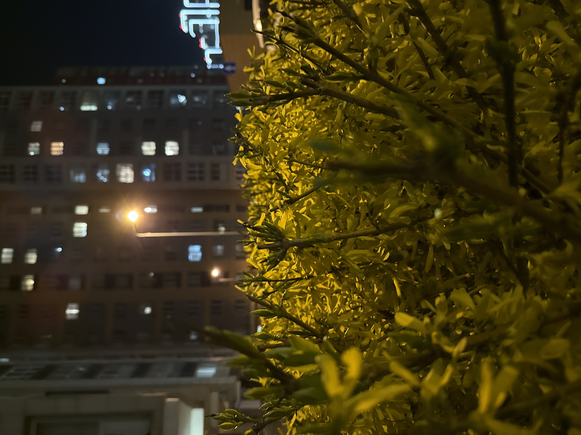 This night-time photograph, taken in Khimki, Russia, captures a view dominated by lush, yellowish-green foliage in the foreground, contrasting with an urban backdrop. The scene is illuminated by artificial light sources, indicating it was taken after dark.
In the right half of the image, and extending into the foreground, is a dense bush or hedge. Its numerous small, ovate leaves and thin branches are vibrant in color, suggesting new growth or early spring. The foliage is in sharp focus in the mid-ground, while parts closer to the viewer are slightly blurred, creating a sense of depth.
In the background, on the left side of the frame, stands a multi-story building with a facade of numerous rectangular windows. Many of these windows are illuminated with warm white or yellow light, indicating human presence. A bright street lamp with a strong, warm glow is visible in the mid-ground, positioned between the foliage and the building, further brightening the immediate surroundings.
At the very top left of the image, part of a large, illuminated sign is visible. The white, stylized letters "LEL" can be clearly discerned, suggesting it might be part of a word like "HOTEL" or a business name. The overall atmosphere is calm and quiet, characteristic of an urban setting at night. No people or specific activities are visible in the static scene. The weather appears clear, with no precipitation.