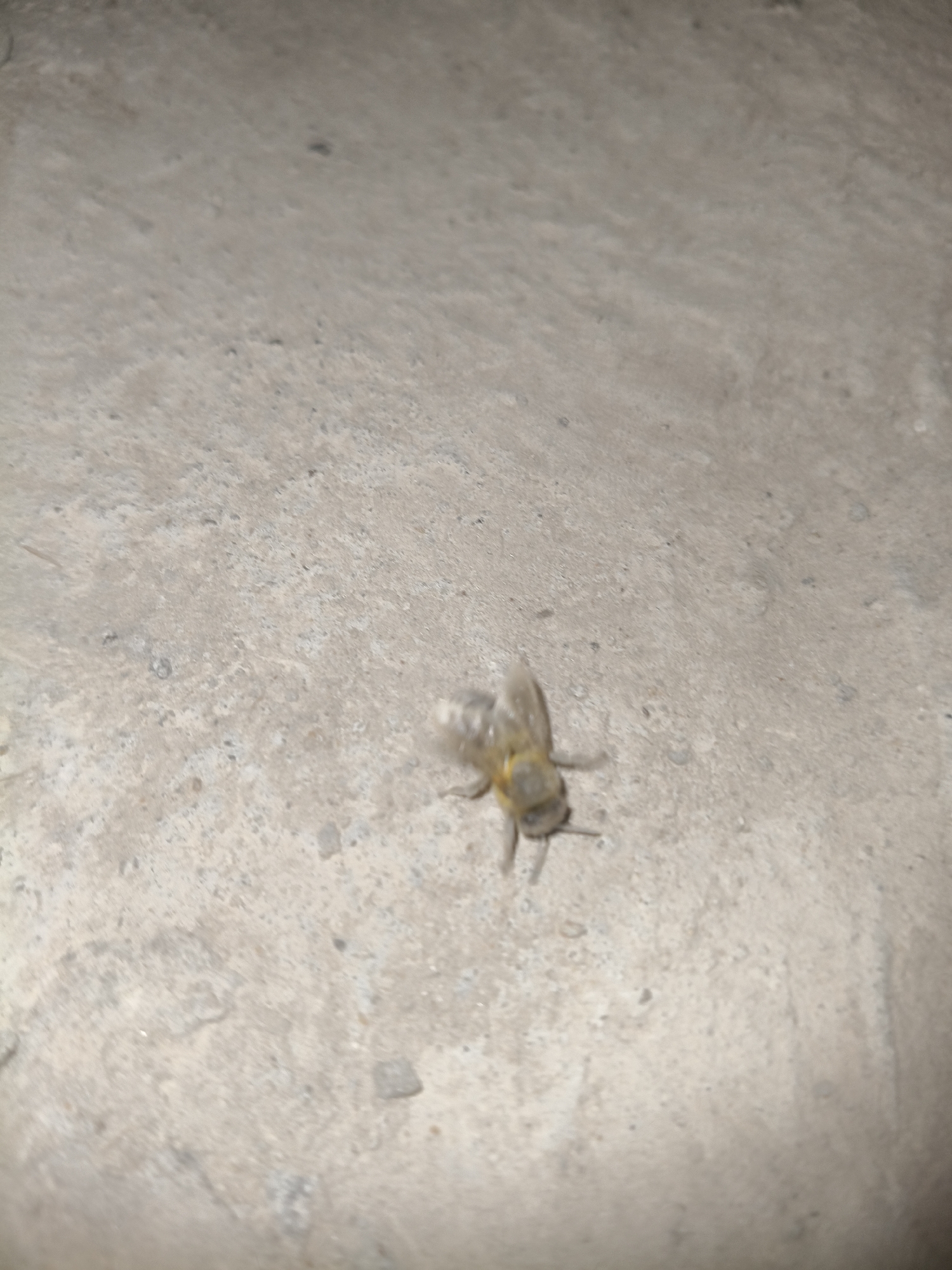 A blurry, low-light image shows a small insect, possibly a bee or wasp, on a rough, grey surface that appears to be concrete. The insect is in the lower center of the frame and is captured in motion, with its wings slightly blurred. The surface is uneven with small stones or debris scattered across it. The overall scene is dimly lit, with the majority of the image consisting of the textured grey ground. There are no discernible features of a specific location within the city of Grinăuți, Moldova, visible in the image.