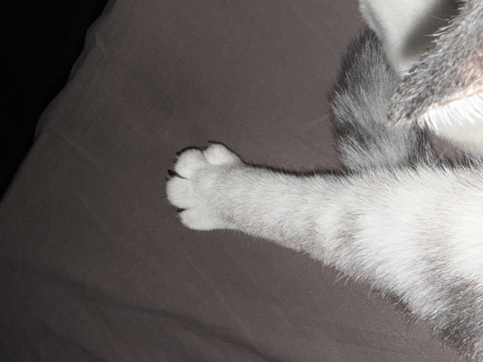A close-up, overhead shot shows the left hind leg and paw of a domestic cat lying on a dark brown, textured surface, likely a blanket or comforter. The cat's fur is a mix of white and grey tabby stripes. The paw is raised, with the toes slightly splayed, revealing sharp, dark claws. The focus is on the fur texture and the shape of the paw. The background is a dark, out-of-focus area on the right side of the image. The scene is indoors, with no contextual clues about its specific location within a city or the city itself.