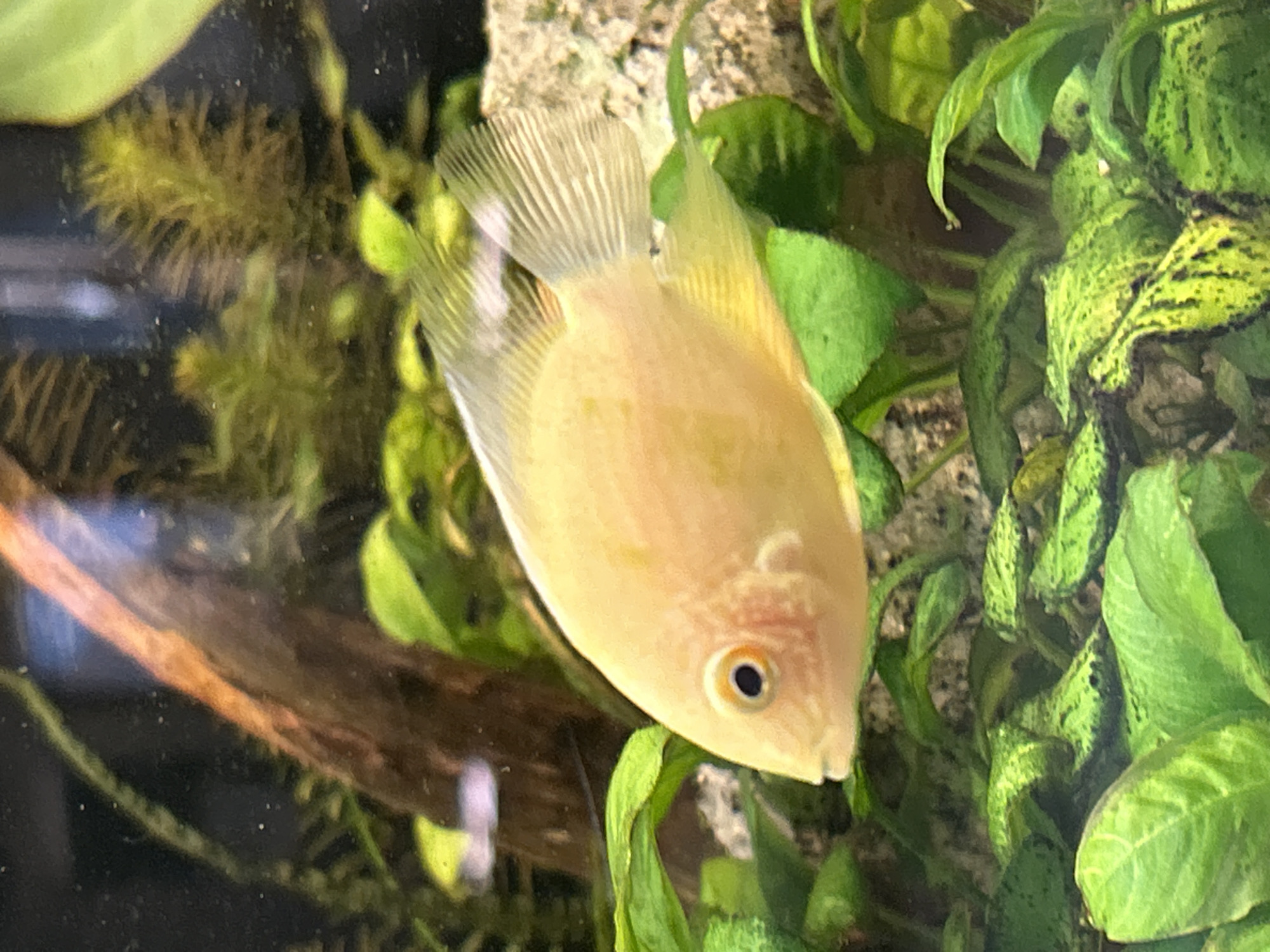 A pale yellow fish with a black eye is positioned in the center of the frame, swimming amongst lush green aquatic plants. The fish is facing left, with its body angled slightly upwards. Its fins are translucent and edged with a pale white. The background is dark and blurry, with hints of brown driftwood and what appear to be other aquatic plants. The overall impression is of an underwater scene within an aquarium. There is no information available about the location in Sofia, Bulgaria.