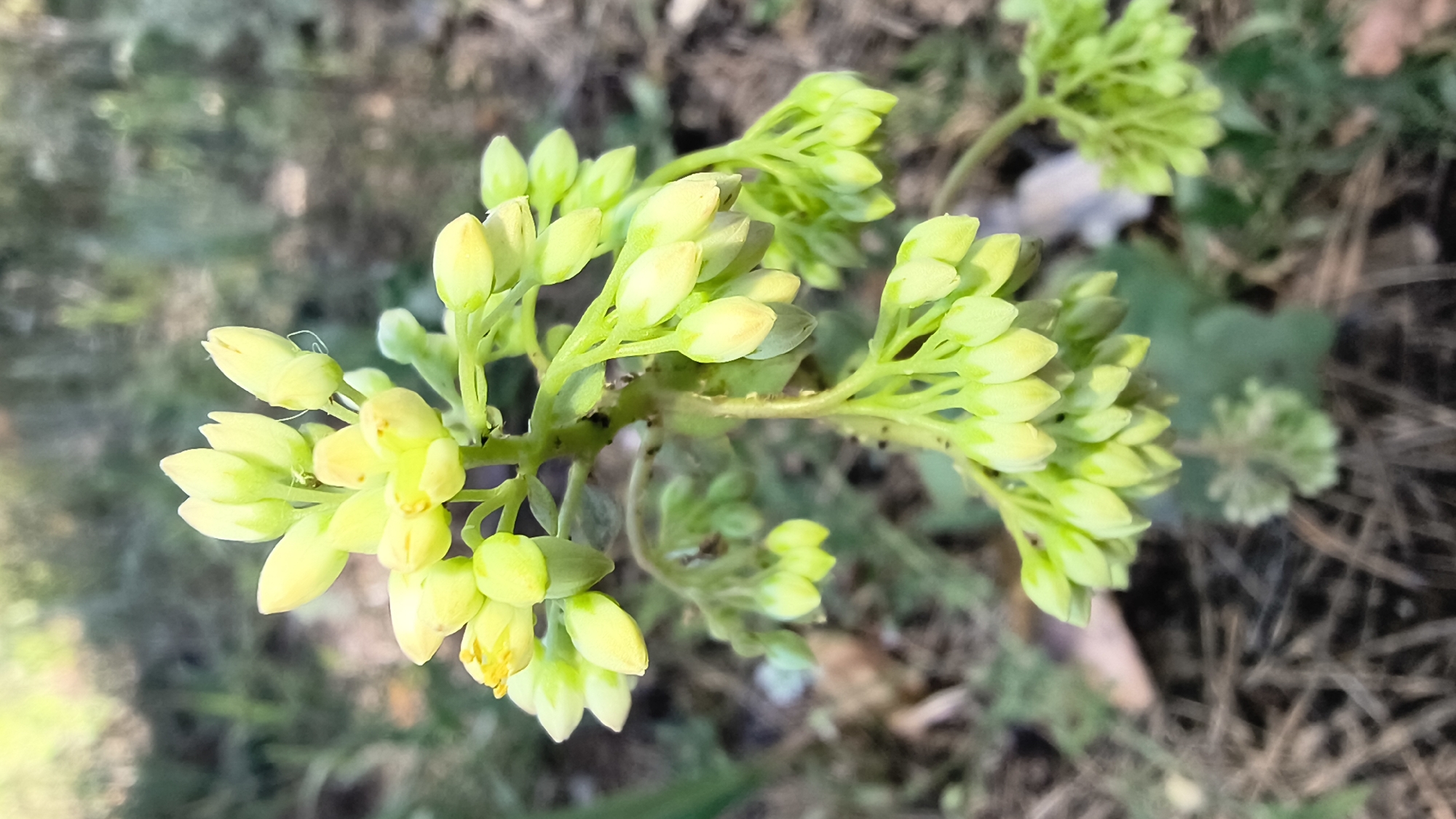 A close-up, eye-level, vertical shot focuses on a cluster of unopened yellow flowers with green stems. The background is blurred, showing hints of dry grass, dirt, and shadows. The lighting is natural and appears to be from the side, casting soft shadows on the flowers. The image was taken in Mikhaylovka, Russia.