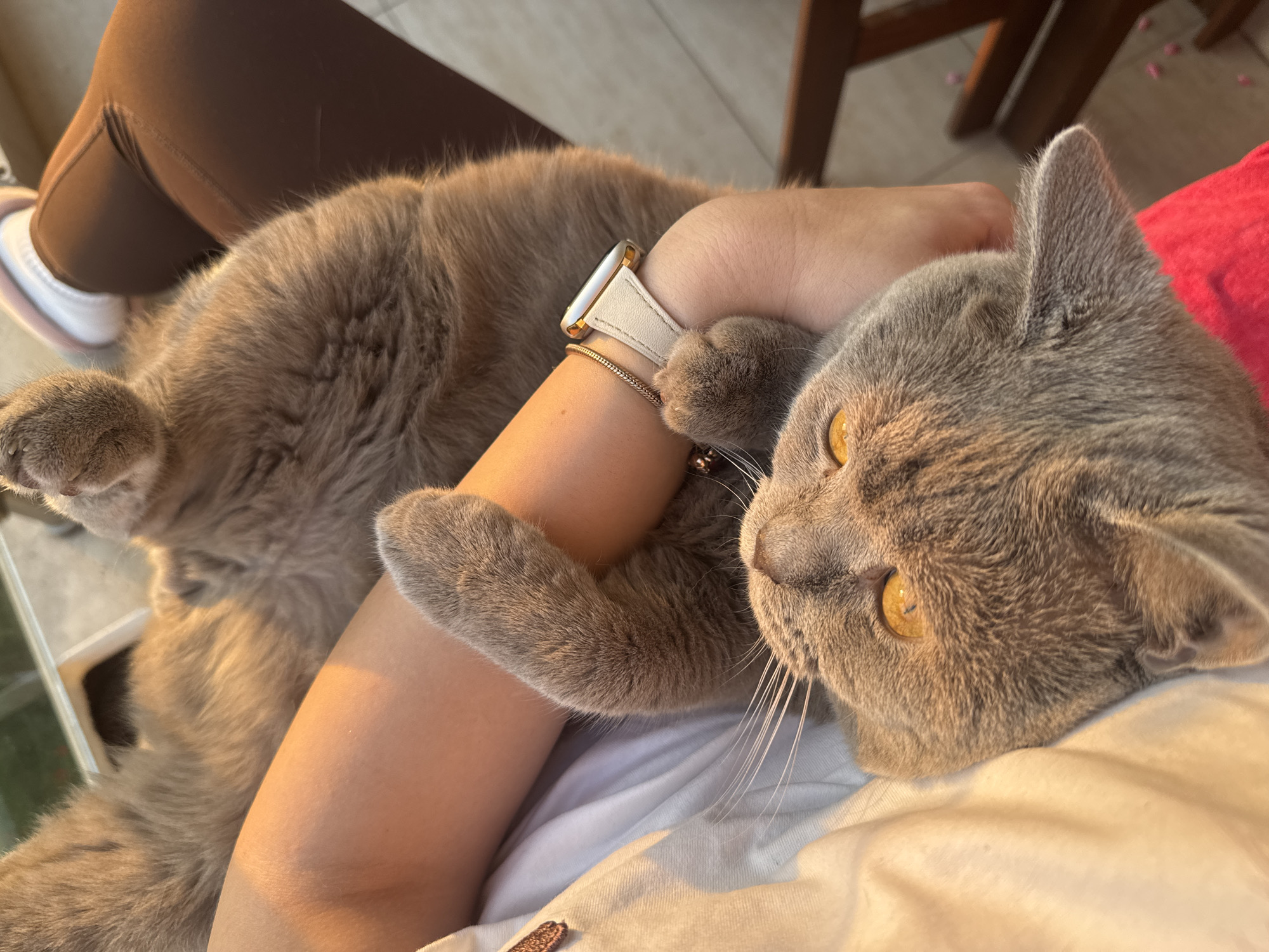 The image depicts an indoor scene in the city of Varna, Bulgaria, featuring a person and a cat, illuminated by warm, golden light, indicative of late afternoon or early morning sun. A domestic cat, identified by its short, blue-grey fur and prominent amber-yellow eyes, is positioned on its back or side, resting comfortably on a person's lap or arm. The cat's head is tilted upwards, its whiskers extended, and its front paws are visible, with one paw gently resting on the person's arm. The person, partially visible, is wearing a white short-sleeved top and dark brown leggings or pants. A bare arm, featuring a gold-toned Apple Watch with a light-colored (possibly cream or white) leather strap and a thin gold-toned chain bracelet, cradles the cat. A bare leg is also partially visible. In the background, sections of dark wooden furniture, possibly a chair or table, are discernable. A window or balcony railing is visible in the upper background, suggesting an exterior view. Small pink flecks are scattered on the floor near the wooden furniture. The overall interaction between the person and the cat appears calm and affectionate.