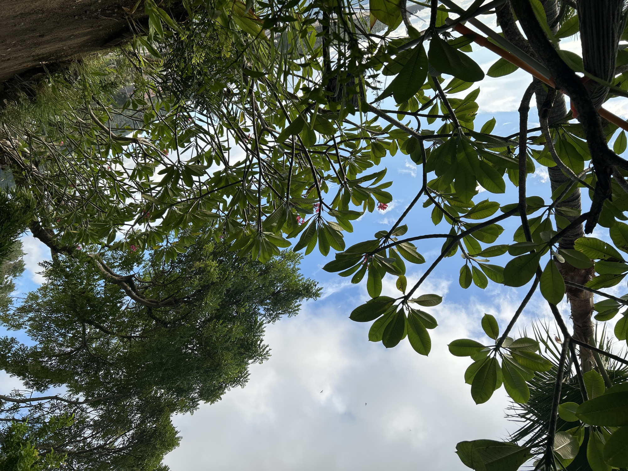 Captured from a low angle in Senggigi, Indonesia, the image showcases a view through trees toward the sky. Lush green foliage, including large-leafed tropical plants and dense branching trees, frames a cloudy blue sky. The light is bright, indicating a daytime shot. No people are visible in the frame. A glimpse of a building roof can be seen on the left of the image.