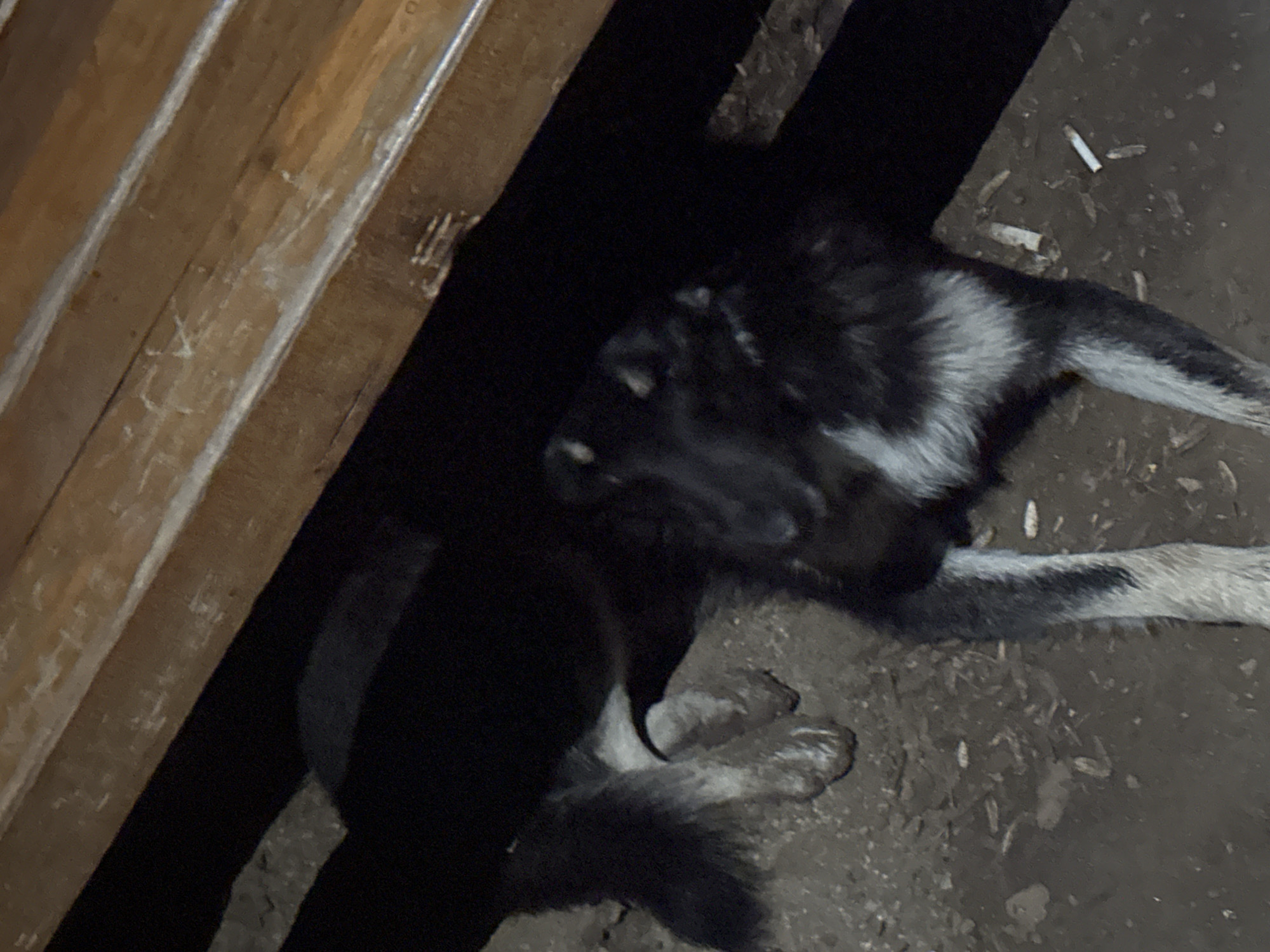The image captures a black and white dog resting on dark, uneven ground, likely dirt or mud, in a dimly lit setting, suggesting nighttime or very low light conditions. The dog has a predominantly black coat with notable white markings on its chest, paws, and parts of its face, and appears to be lying down or sleeping.
To the left of the dog is a wooden fence or wall composed of several planks. On one of these wooden planks, faint scratches are visible, which appear to form letters such as "L.A." or "T.A.", possibly initials or part of a word. Scattered on the ground near the dog's hindquarters are several discarded cigarette butts. The overall atmosphere is quiet and still. The location is contextualized as Blagoevgrad, Bulgaria.