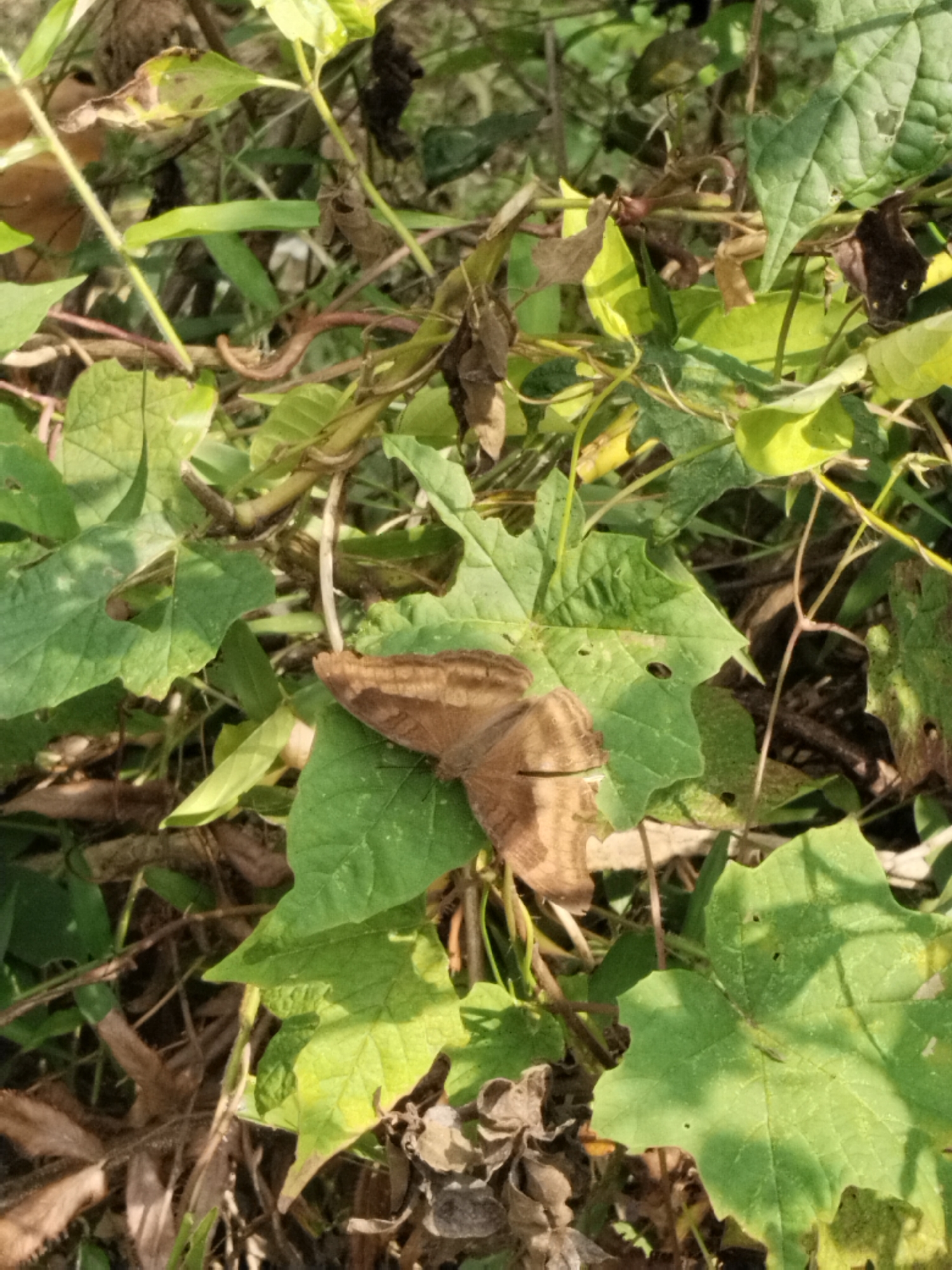 A brown butterfly rests on a green leaf amidst dense foliage. The butterfly's wings are closed, displaying intricate brown patterns. The surrounding environment is a mix of green leaves, dried leaves, and thin brown stems, suggesting a natural, outdoor setting. The lighting indicates it is daytime, with sunlight casting shadows on the leaves.