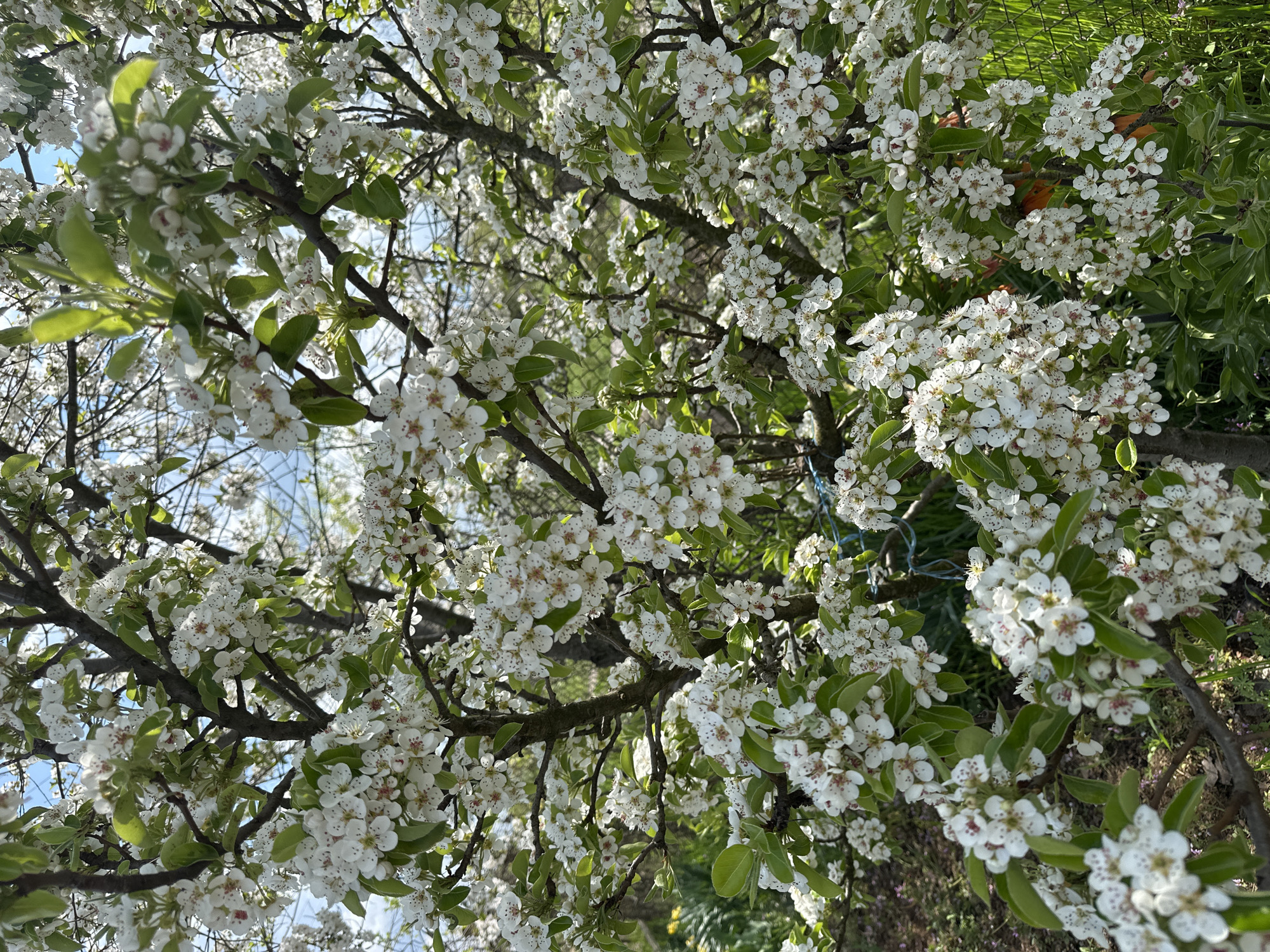The image shows a tree in full bloom with white flowers. The branches are dark brown, and green leaves are emerging. The sky is visible through the branches in some areas. The location is not identified as Montana, Bulgaria, based solely on the visual evidence. The background contains other vegetation, suggesting an outdoor setting, possibly a garden or park.