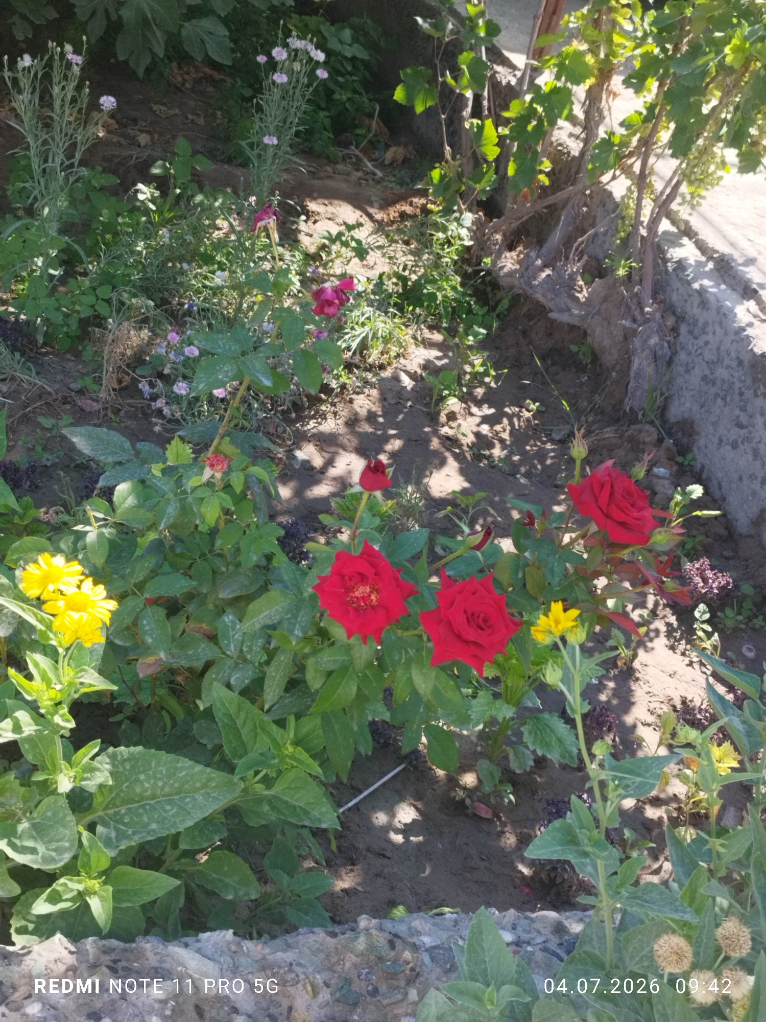 The image shows a close-up view of a garden in Navruz, Uzbekistan, featuring several blooming red roses and yellow flowers. The soil is visible around the plants, with some dry leaves and debris scattered on the ground. In the background, a stone wall and a tree with green leaves are partially visible. The lighting suggests it is daytime, with shadows cast by the plants and surrounding structures. The overall scene depicts a natural, outdoor setting with cultivated plants.