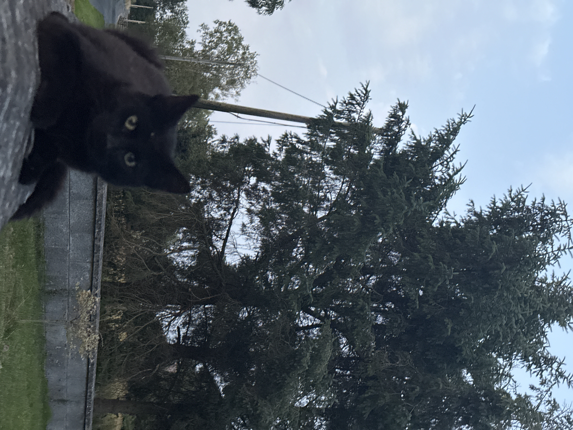 A black cat with yellow eyes is perched on a stone wall, facing the camera. The cat is in the foreground, and its body is mostly visible. Behind the cat, a large coniferous tree dominates the scene, with its dark green needles contrasting against the pale sky. To the left of the cat, a grey stone wall runs horizontally across the image. Further in the background, there are more trees, a telephone pole with wires, and a road. The overall setting appears to be outdoors, likely in a rural or semi-rural area. The image was taken in Moortown, Ireland.
