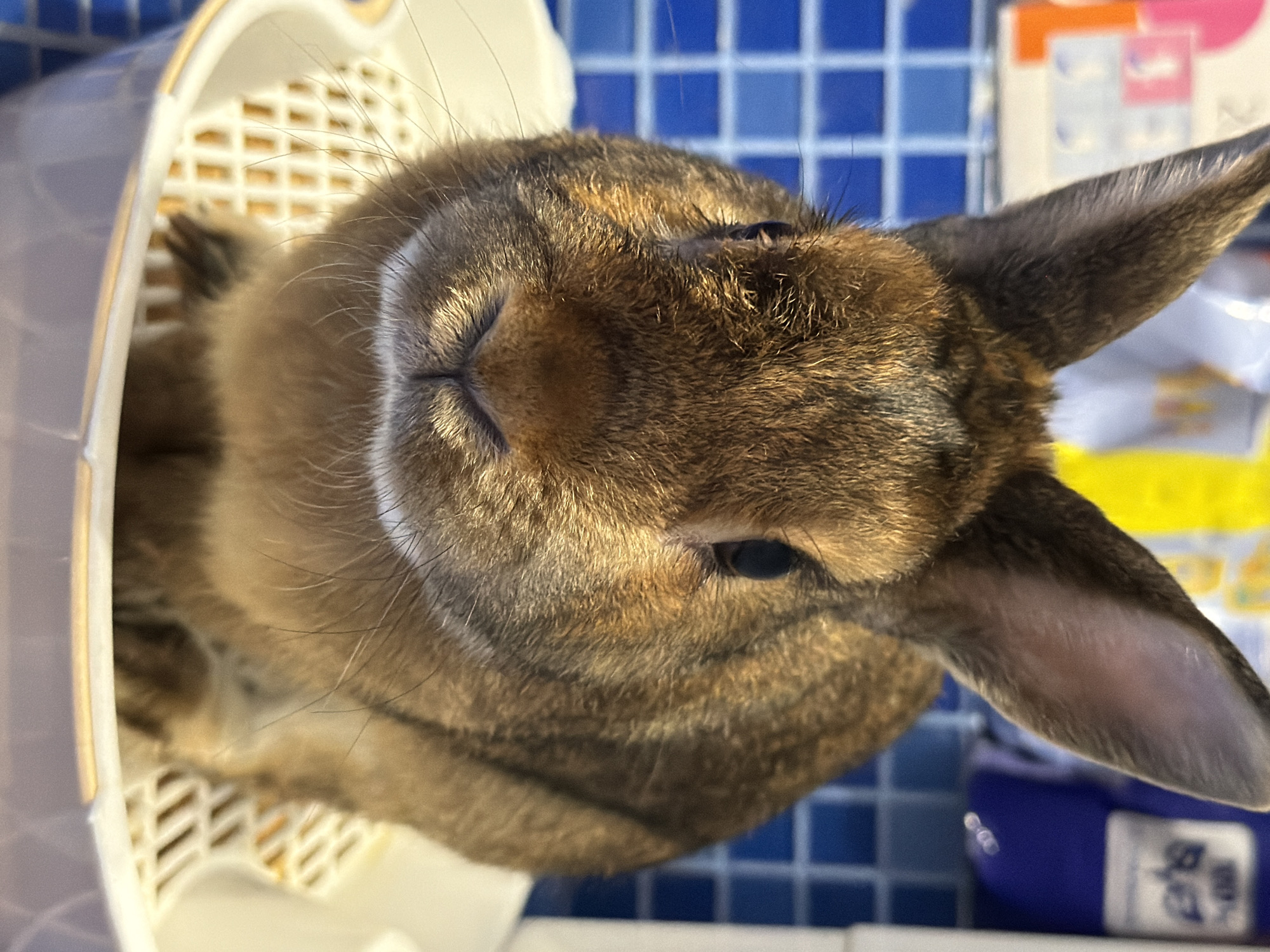A close-up shot shows a brown rabbit sitting in a white litter box. The rabbit's fur is a mix of brown and black, with some lighter brown markings around its face. Its ears are long and pointed, and its eyes are dark and beady. The rabbit's nose is twitching, and its whiskers are long and white. The litter box is made of white plastic and has a grid pattern on the bottom. The background is out of focus, but appears to be a tiled wall. The image does not contain information about the city of Solikamsk, Russia.