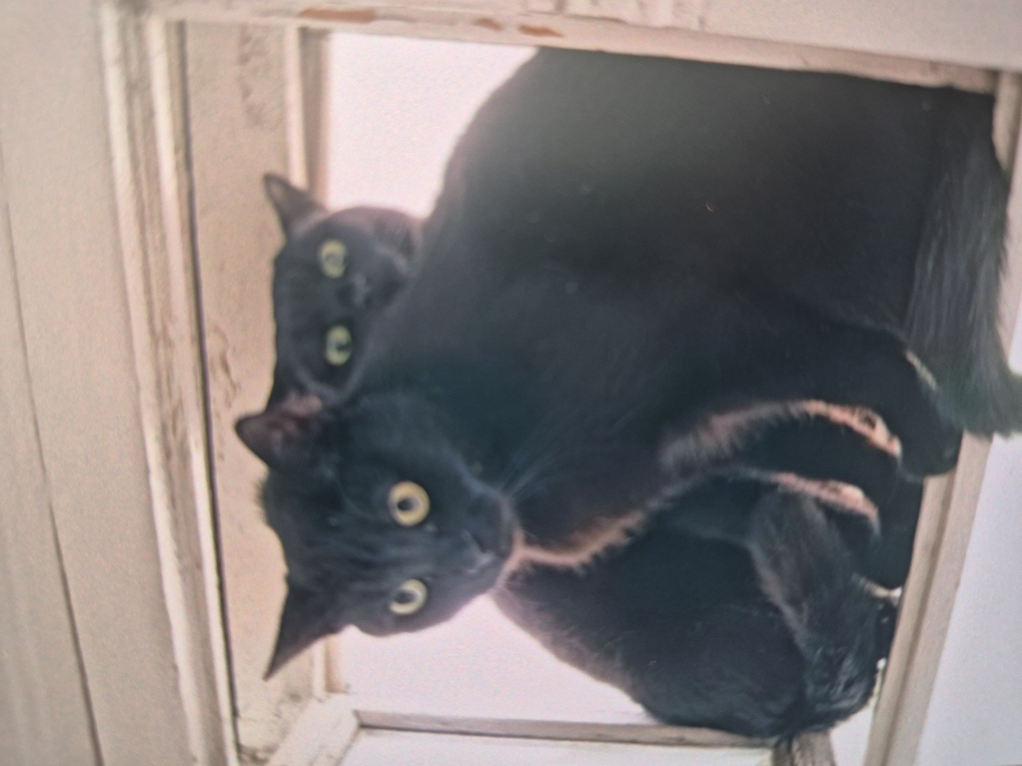 The image shows two black cats inside a light-colored, wooden framed structure. One cat is looking down at the camera with yellow eyes, while another is visible behind it, also with yellow eyes. The location is unknown.
