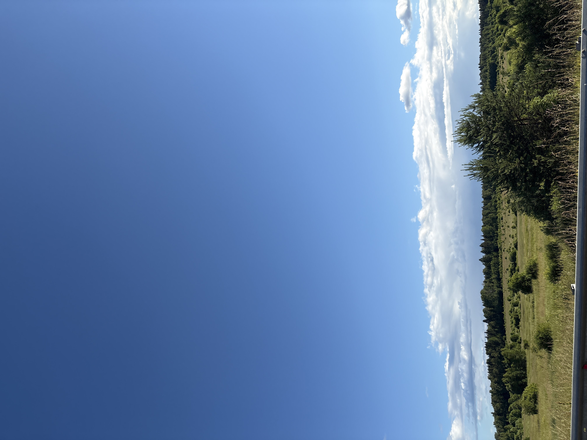 A vast expanse of clear blue sky dominates the upper portion of the image, with a thin band of white clouds stretched horizontally across the lower part of the sky. Below the clouds, a dense, dark green forest forms a line stretching across the horizon. In front of the forest, a field of tall, dry grass and scattered green bushes creates a textured landscape. Two prominent evergreen trees stand in the foreground, to the right of center, with their needles sharply defined against the lighter background. A grey metal barrier runs along the bottom of the frame, with some dry grass and stems growing above it. The scene appears to be a rural landscape, possibly on the outskirts of Бабаново, Russia, bathed in natural sunlight.