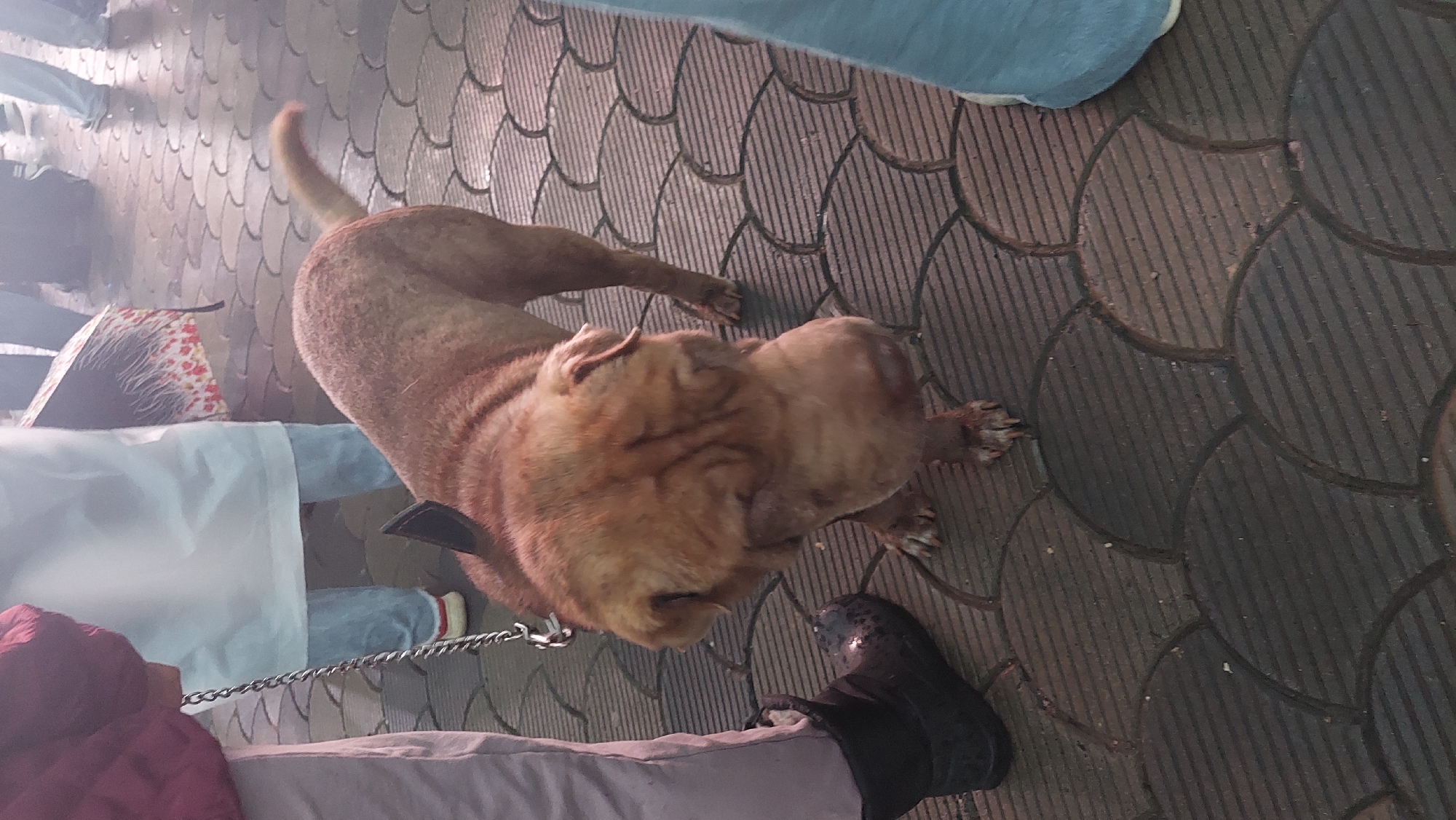 A reddish-brown, wrinkled-faced dog on a leash stands on a patterned, paved surface. The dog is in focus and appears to be a Shar Pei or a similar breed. A person's legs and feet, wearing a dark boot and grey pants, are visible on the left side of the frame, holding the leash. Another person's legs, clad in light blue pants and a white shoe, are partially visible on the far right. In the background, out of focus, are other people and a patterned umbrella. The scene appears to be outdoors in what could be a public area like a park or street. The lighting suggests it might be overcast or late in the day. The specific location in Solnechnyy, Russia, is not evident from the visual information provided.