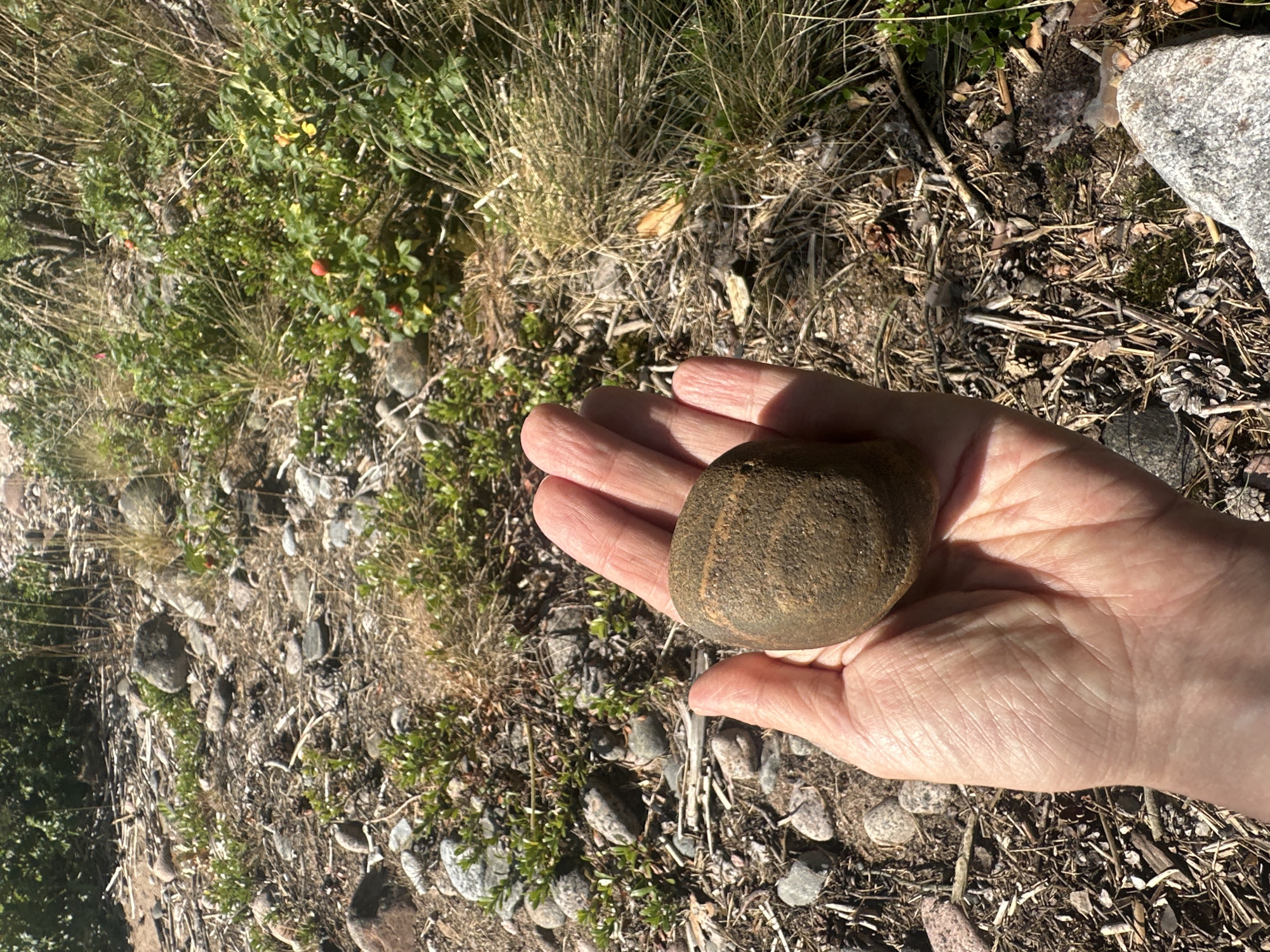 A hand holds a smooth, oval-shaped rock with faint horizontal stripes. The rock is a muted brown color. The hand is palm up and shows visible creases on the skin. The background appears to be a natural environment, possibly a forest floor, with scattered stones, dry twigs, and sparse green vegetation. Sunlight casts shadows, suggesting an outdoor setting. The image is taken from a slightly elevated perspective, looking down on the hand and the surrounding ground. The location is the city of Luzhki, Russia.