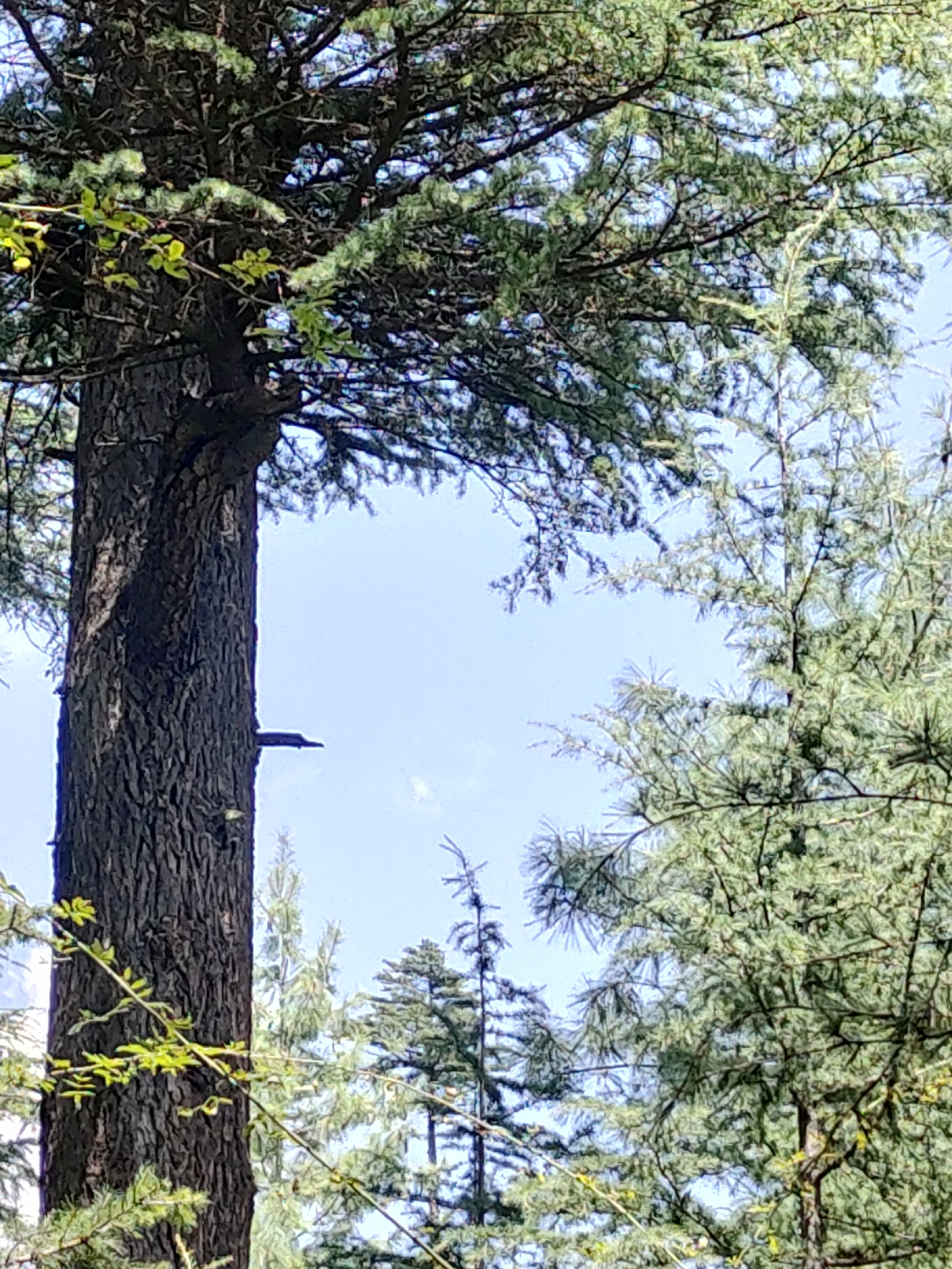 A close-up, low-angle shot showcases the textured bark of a large tree trunk on the left side of the frame, juxtaposed against a bright blue sky and lush green foliage. The trunk, dark and deeply grooved, dominates the left half of the image. To its right, a slender branch extends horizontally from the trunk, casting a faint shadow. The upper portion of the frame is filled with the dense canopy of the tree, its dark green needles creating a textured pattern against the sky. To the right of the main trunk, another tree with lighter green, feathery needles is visible, its branches reaching towards the sky. Further in the background, the tops of other evergreen trees can be seen, creating a layered effect of green against the blue. The lighting suggests a bright, sunny day.