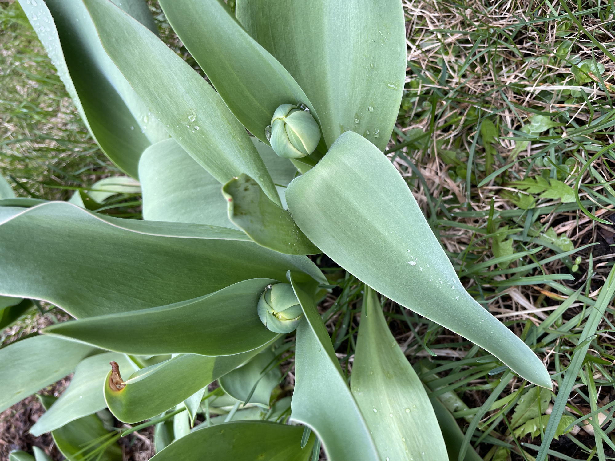 A top-down view shows two tulip buds, still closed, surrounded by broad, light green leaves. Water droplets are visible on the leaves. The plants are growing in a patch of grass, which is a mix of green and brown blades. The soil is visible in some areas between the grass. The photograph was taken in Лесной Пейзаж Кп (шарапово, Russia.