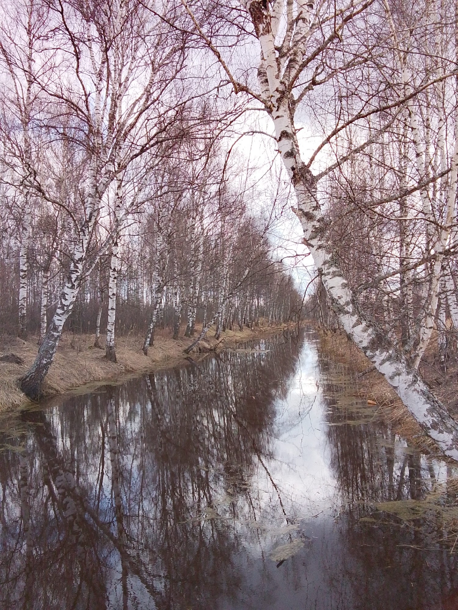 The image shows a narrow canal or stream in Snopok Novyi, Russia, lined with a dense grove of birch trees. The birches are characterized by their distinctive white bark with black markings, and many are bare of leaves, suggesting a late autumn or winter season. The water reflects the trees and sky, creating a mirrored effect. The ground along the banks is covered with dried vegetation. There is no visible presence of people or animals.
