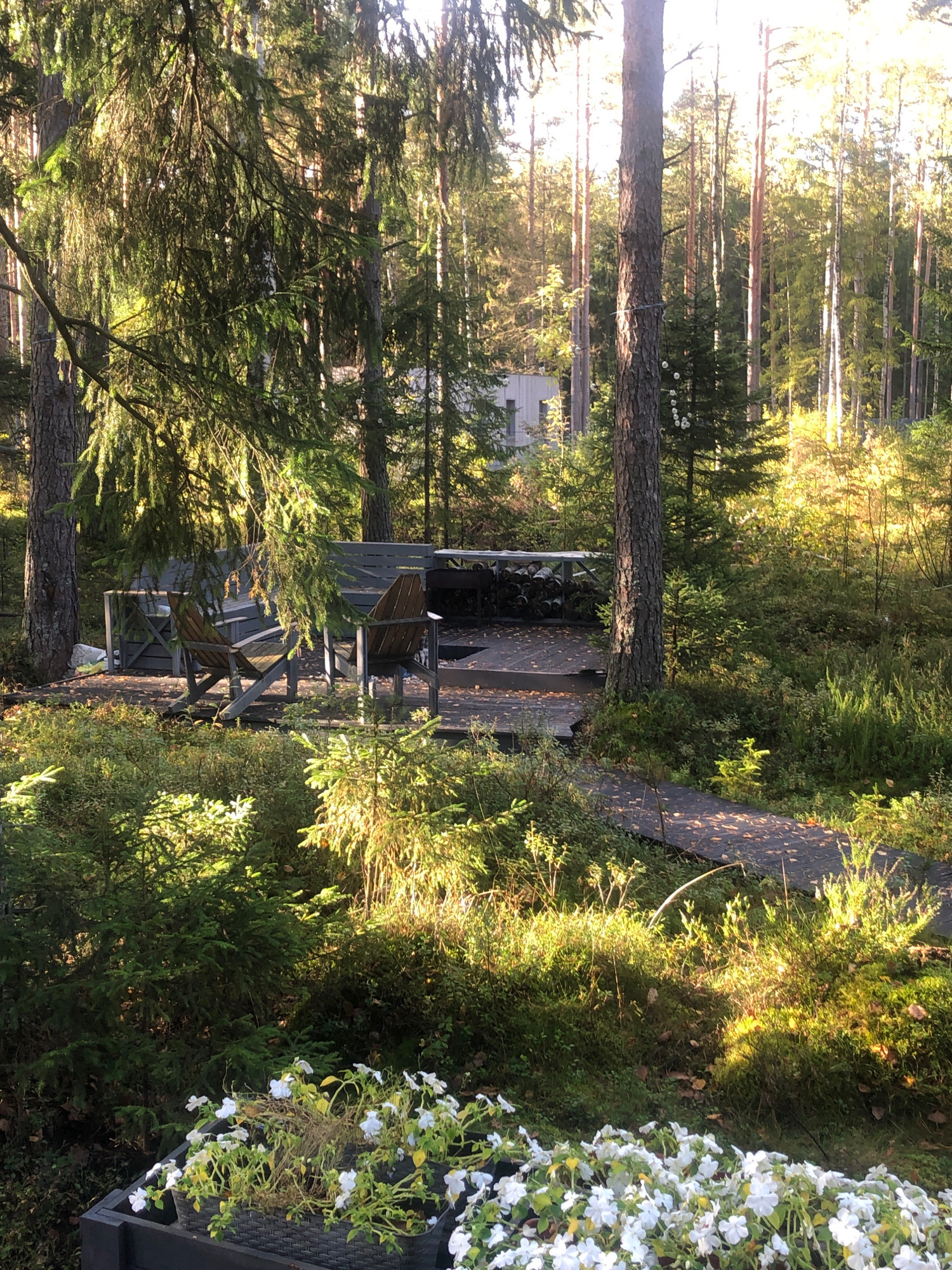 The image depicts a tranquil forest scene with a small wooden deck and chairs, suggesting an outdoor seating area. The deck is surrounded by lush greenery, including trees, bushes, and moss. Sunlight filters through the trees, creating dappled shadows on the ground. There is a pathway made of dark material leading into the forest. In the foreground, there are planters filled with white flowers. The overall impression is one of a serene natural setting.
The provided image does not contain any information about the city of Arfa, Russia. It solely focuses on the visual elements of the forest and its amenities.