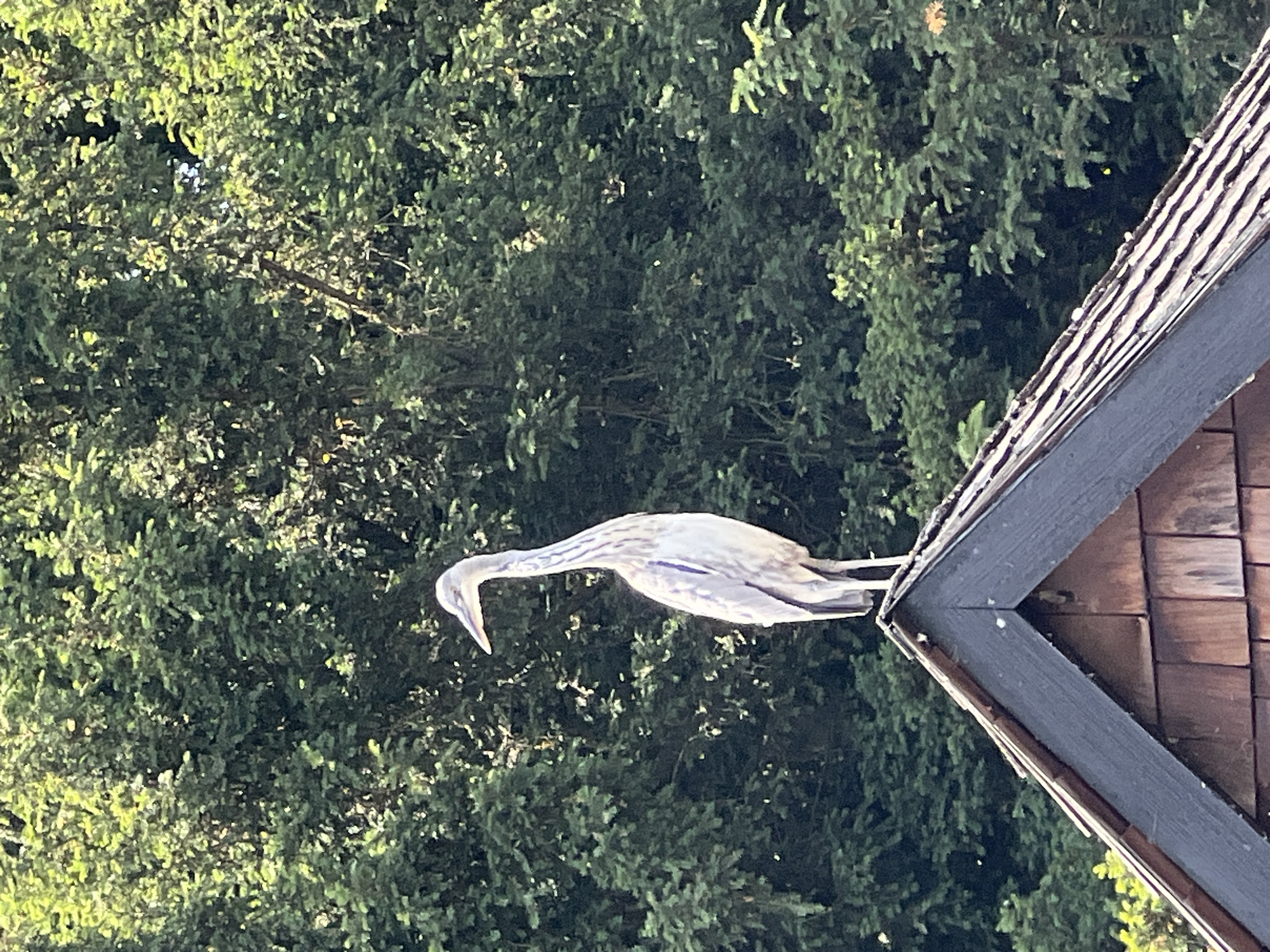 A statue of a great blue heron is perched on the corner of a building's roof. The building is bordered by a mass of green trees in the background. The location cannot be identified as London, United Kingdom, from the available visual information.