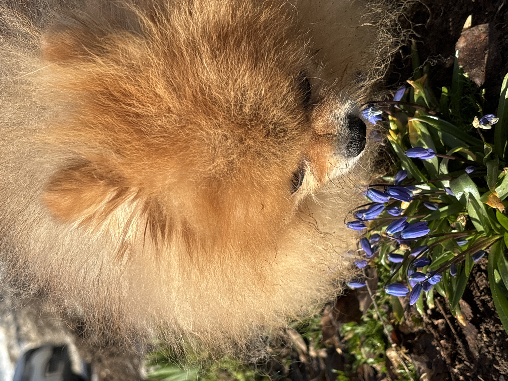 A Pomeranian dog with golden-brown fur is lying down next to a patch of small blue flowers with green leaves. The dog's nose is close to the flowers. The ground is covered with dirt and some grass. A small piece of wood is also visible on the right side. The location is not discernible from the image.