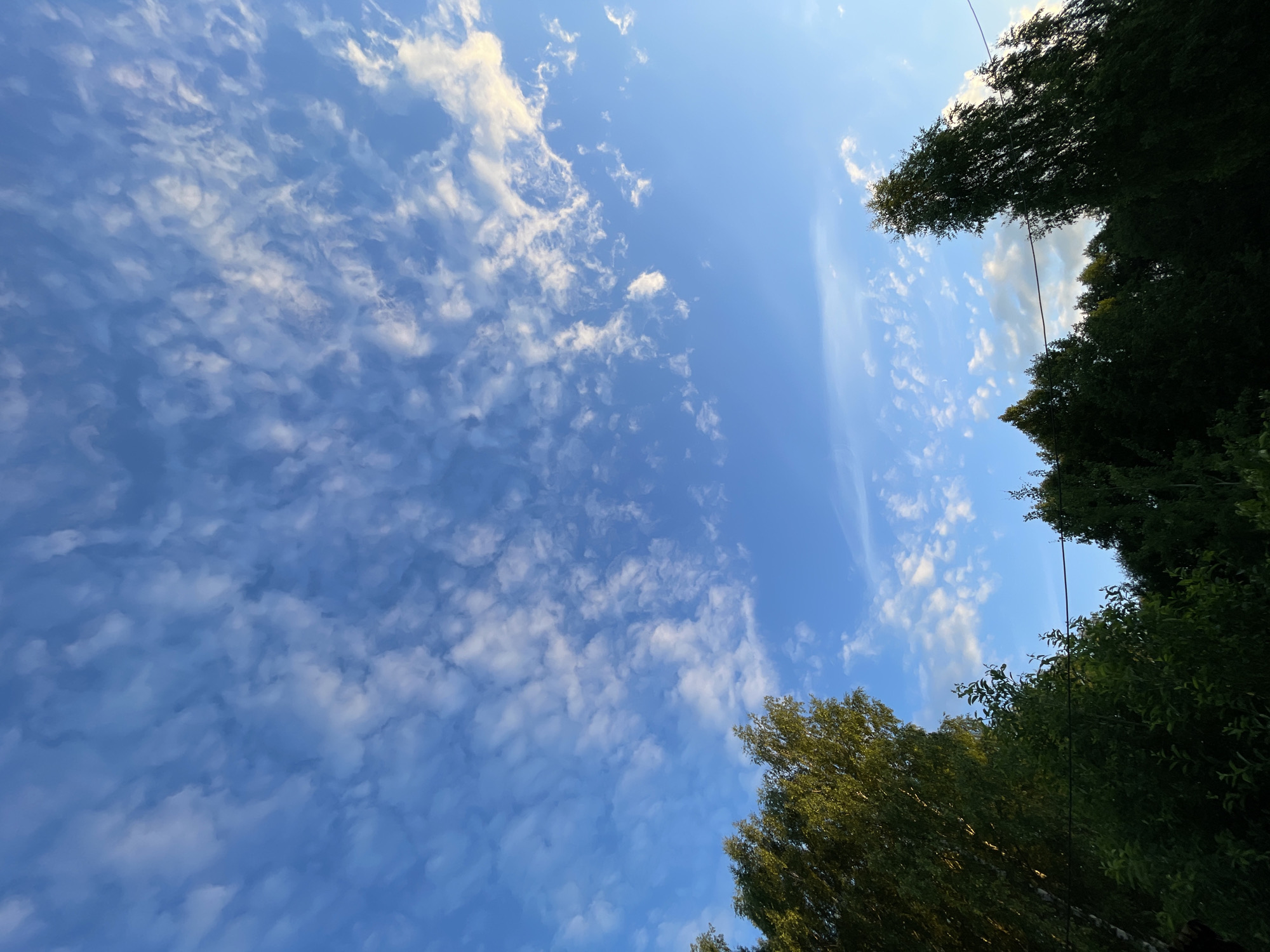 The image shows a view of the sky above a line of trees. The sky is a vibrant blue with scattered white clouds that appear to be altocumulus formations. Sunlight is visible, illuminating the edges of some of the clouds. The trees at the bottom of the frame are dark green and lush, with some lighter green foliage visible on the left, suggesting they are deciduous. The tops of the trees reach up towards the sky, with some branches silhouetted against the lighter parts of the sky. A thin, dark horizontal line, possibly a power line, stretches across the lower portion of the image, in front of the trees. The scene appears to be set in an outdoor environment, possibly on the outskirts of the city of Заречный, Russia, given the natural foliage and the presence of a power line, which are common in such areas. There are no people or animals visible in the image, and no discernible actions or interactions are taking place. The overall impression is a serene natural landscape under a partly cloudy sky.