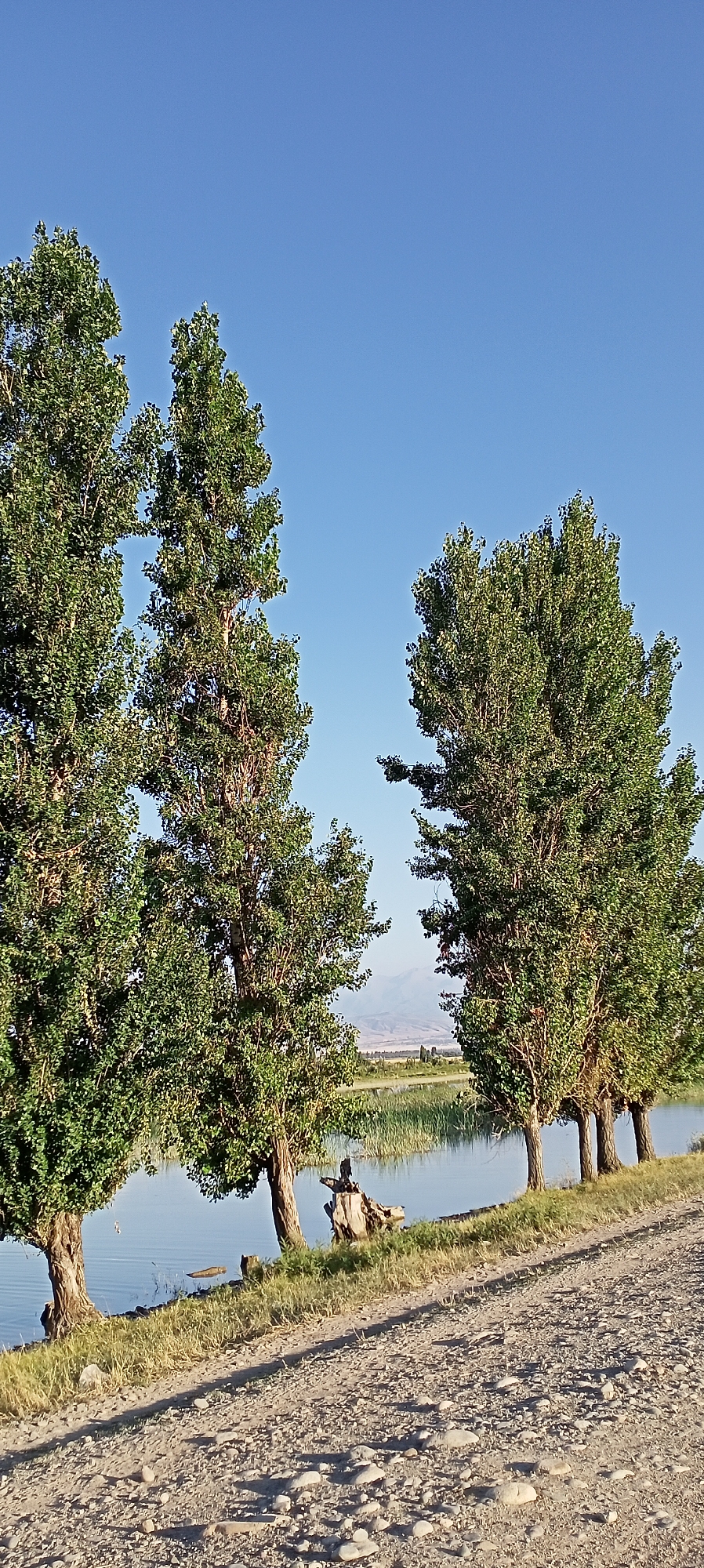 In the city of Aral, Kyrgyzstan, on a clear day, a tranquil scene unfolds. The foreground is dominated by a dusty, gravelly path with scattered stones, leading the eye towards a serene body of water. Tall, leafy trees with rough bark line the water's edge, their branches reaching towards the clear blue sky. A few of these trees stand prominently in the frame, their leaves a vibrant green. On the far bank of the water, tall reeds grow densely, adding a touch of wildness to the landscape. In the distance, a hazy mountain range stretches across the horizon, softened by the daylight. The water's surface reflects the blue sky, with subtle ripples disturbing its calm. A single, weathered piece of driftwood rests near the bank, adding a natural element to the scene. There are no people visible in this image.