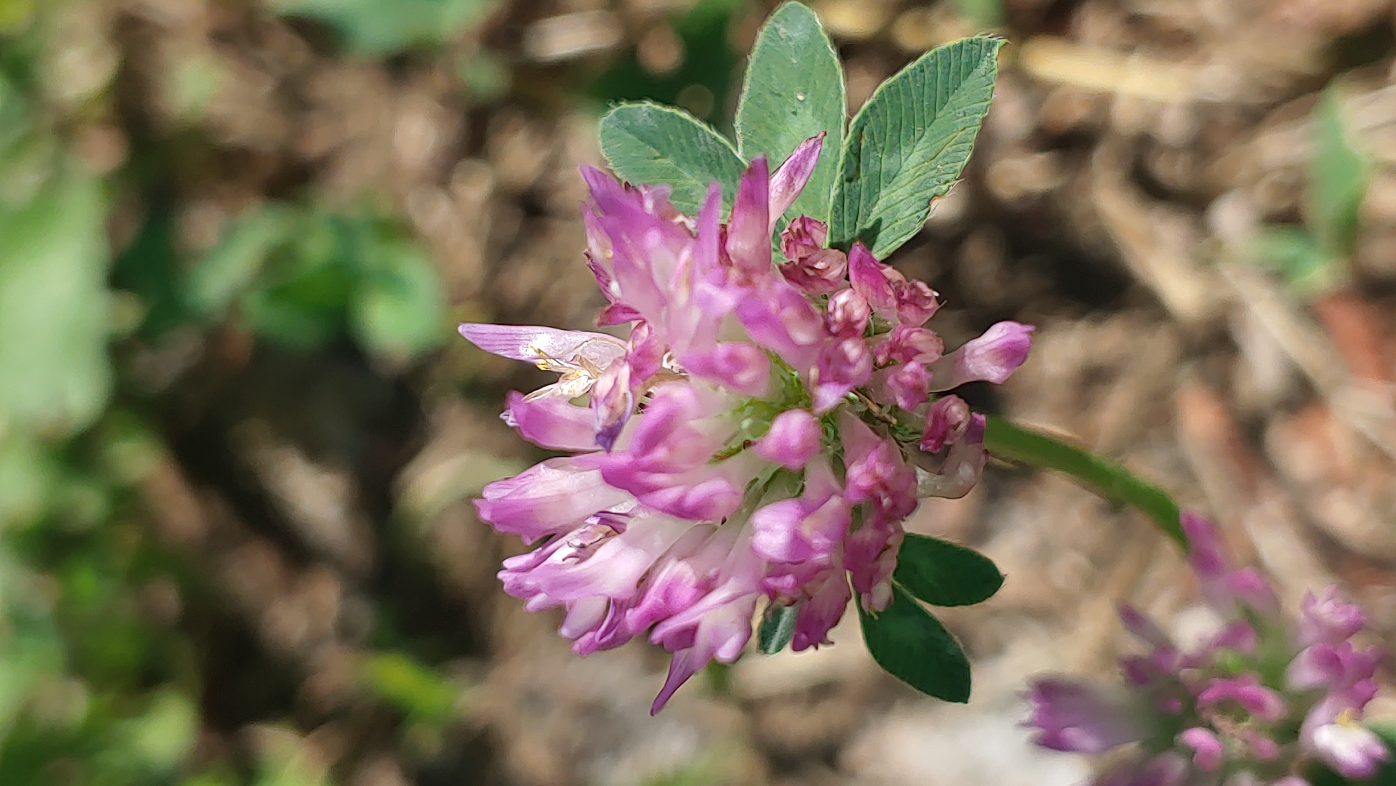 A macro photograph captures a pink and white clover flower in bloom, its intricate petals unfurling against a blurred background of earth and vegetation. The clover is positioned in the center of the frame, with a few green leaves visible around its stem. The background is soft and out of focus, creating a shallow depth of field that highlights the delicate details of the flower. In the lower left corner, a cluster of smaller, unfocused pink blossoms suggests more clover flowers nearby. The scene is set outdoors, likely in a natural or semi-natural environment, typical of a park or garden area within Mukachevo, Ukraine. No people or specific landmarks are visible.
