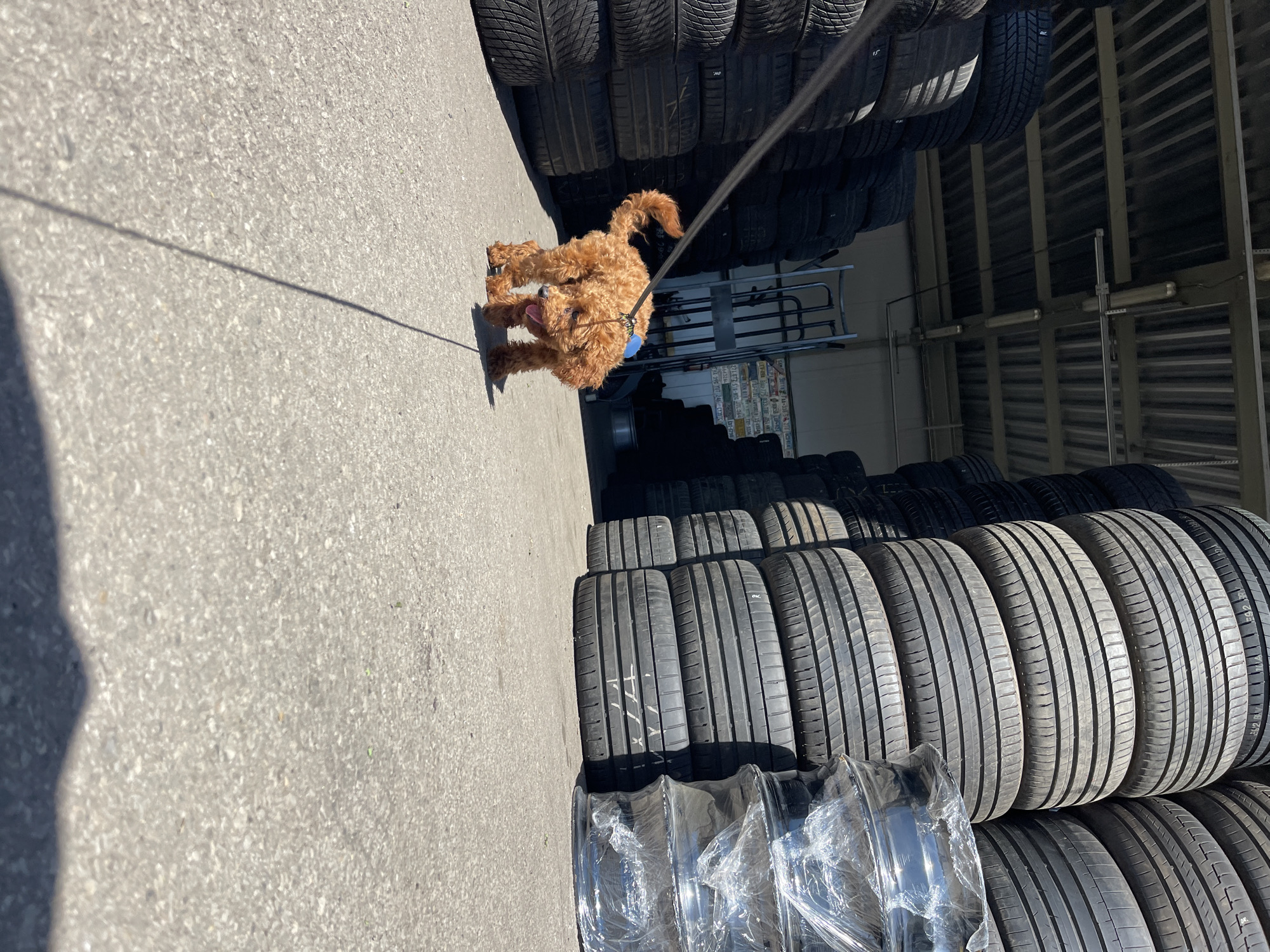 The image depicts a fluffy brown dog, possibly a poodle mix, on a leash, standing in what appears to be a tire shop in Gorni Bogrov, Bulgaria. The dog's leash extends to the left of the frame. Behind the dog are stacks of tires. Some tires are organized neatly, while others appear less organized. Along the right edge, there's a metal shelving unit or structure. The background includes text or signs with phone numbers "Lev-Abba-775 833-THE LAT" and additional numbers 30915 249122, 664326, and THE 295 TUT 246T2S. The scene appears to be outdoors, likely in a commercial area.