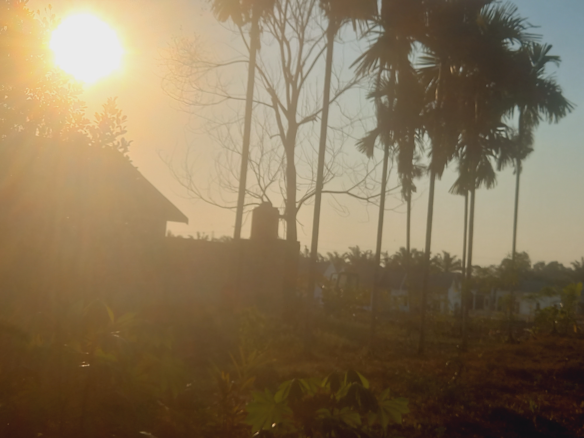The image depicts a sun-drenched scene with bright sunlight illuminating the left side of the frame. The sun's rays create a hazy glow, obscuring some details. In the foreground, to the left, a portion of a dark-colored building with a sloped roof is visible. Behind it and to the right, a tall, bare tree with intricate branches stands out against the bright sky. Several palm trees with feathery fronds are silhouetted against the hazy atmosphere on the right side of the image. In the middle ground, a row of buildings with white walls and darker roofs is visible, some appearing to be houses or other structures, nestled amongst trees. The ground in the foreground appears to be covered in vegetation, with some broad green leaves prominently featured. The overall impression is of a rural or semi-rural environment in Kasang Pudak, Indonesia, bathed in the warm light of the sun.