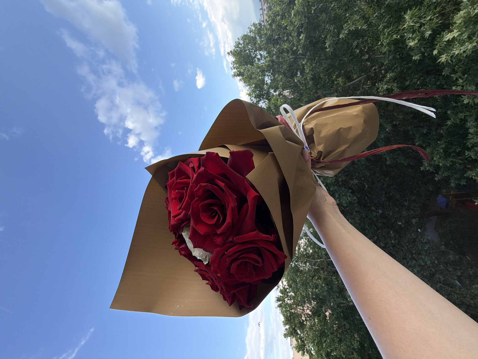 The original image displays a person's arm holding a bouquet of red roses, captured from a low angle against a bright sky and green trees. The image is oriented such that the sky occupies the left half, and the top and right sides feature trees and distant structures.
The central subject is a vibrant bouquet of deep red roses, several blooms visible, tightly clustered. The roses are wrapped in a natural brown paper, with white and reddish-brown ribbons or strings tied around the top of the wrapping, adding a decorative accent. A small amount of lighter, possibly white or light green, floral filler can be seen peeking from behind the red roses.
A person's bare forearm and hand are visible on the right side of the frame, extending towards the center and left, holding the bouquet upwards. The skin tone is fair.
The background consists of a clear, expansive blue sky, dotted with scattered white cumulus clouds, indicating fair weather and bright daylight. Above the roses and to the upper right, a dense canopy of lush green tree foliage is prominent. Faint outlines of distant buildings or urban structures are visible along the horizon line above the trees.
The scene suggests an outdoor setting, likely a park or an area with significant greenery, on a pleasant, sunny day. The upward perspective emphasizes the bouquet against the vast sky and natural elements. No visible text is present in the image. This scene is set in Pazardzhik, Bulgaria.