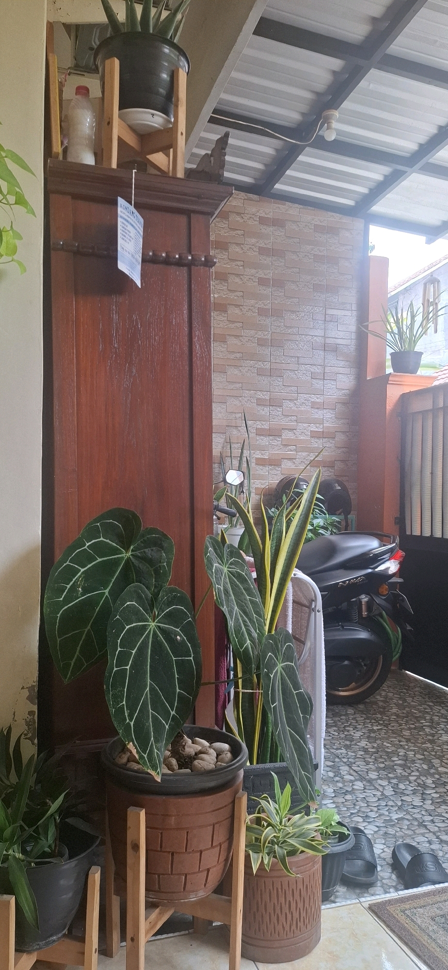 The image depicts an outdoor covered area, likely a patio or walkway, adjacent to a residential building. The scene is set in Desa Gagaksipat, Indonesia. A tall, dark wooden cabinet stands against a light-colored wall on the left. On top of the cabinet, a black pot with a plant sits on a wooden stand, and a white plastic bottle is visible. A white sign with blue lettering hangs from the cabinet.
In the foreground, several potted plants are arranged. Prominent are large plants with dark green, heart-shaped leaves with prominent white veins, in dark pots placed on wooden stands. To the right of these, a tall, slender plant with striped green and yellow leaves stands in a brown textured pot.
Behind the plants, a black motorcycle is parked. The wall behind the motorcycle is covered in light brown rectangular tiles. The ceiling is a corrugated metal structure supported by dark beams. The floor is paved with small, irregularly shaped grey stones.
To the far right, a grey metal gate or fence is partially visible, and a pair of black sandals are placed on the tiled floor. The overall impression is of a well-maintained outdoor space with a focus on plants, likely part of a home in a tropical or subtropical climate, consistent with its location in Desa Gagaksipat, Indonesia.