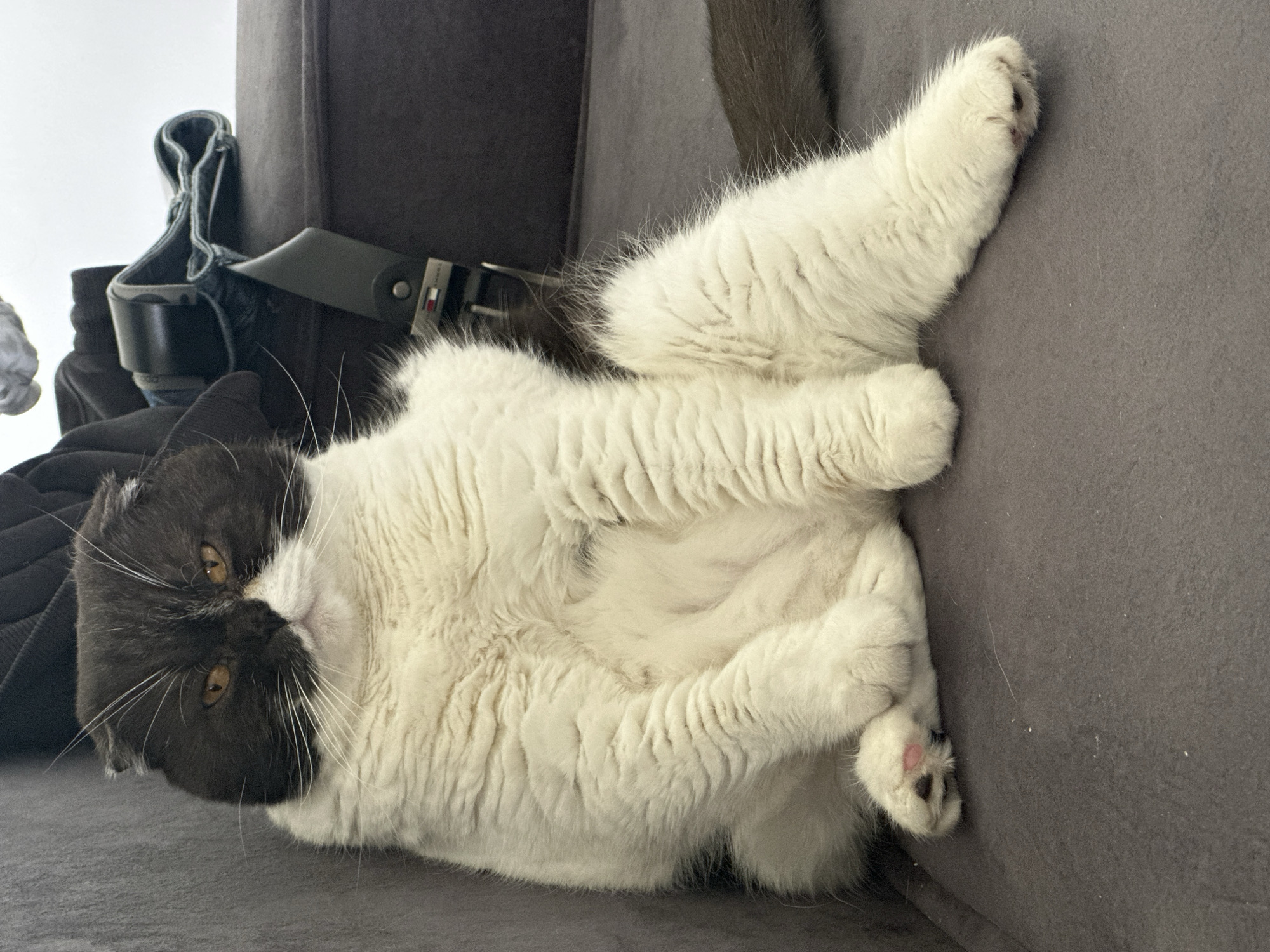 A two-tone (black and white) cat is lying on its back on a gray upholstered surface, likely a couch or sofa. The cat's belly is exposed, and its paws are curled up. A dark-colored object (possibly clothing or luggage) with a black belt is visible in the background. The location in the city of Kharnavy, Russia is unknown.