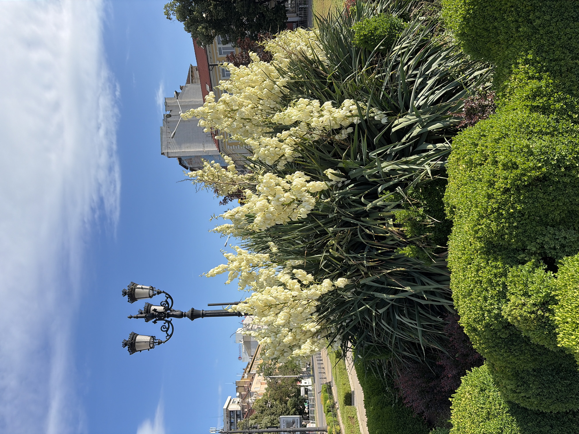 The image depicts a well-maintained public garden area in Sofia, Bulgaria, likely in a city square or park. In the foreground, several meticulously trimmed, bright green boxwood shrubs are visible, arranged in a curve. Behind them, a dense cluster of dark red foliage adds a contrasting color. Dominating the center of the image is a large Yucca plant with long, spiky, dark green leaves, topped with tall stalks of creamy white flowers. To the left, a black lamppost with three ornate lamps stands against a bright blue sky with scattered white clouds. In the background, several multi-story buildings, typical of urban architecture, are visible. One building features a prominent "RAMADA" sign, suggesting it is a hotel. The scene is bathed in bright sunlight, casting distinct shadows. A paved walkway and manicured bushes line the edge of the garden, hinting at a nearby street or public thoroughfare. The overall impression is one of urban beautification and public space design.