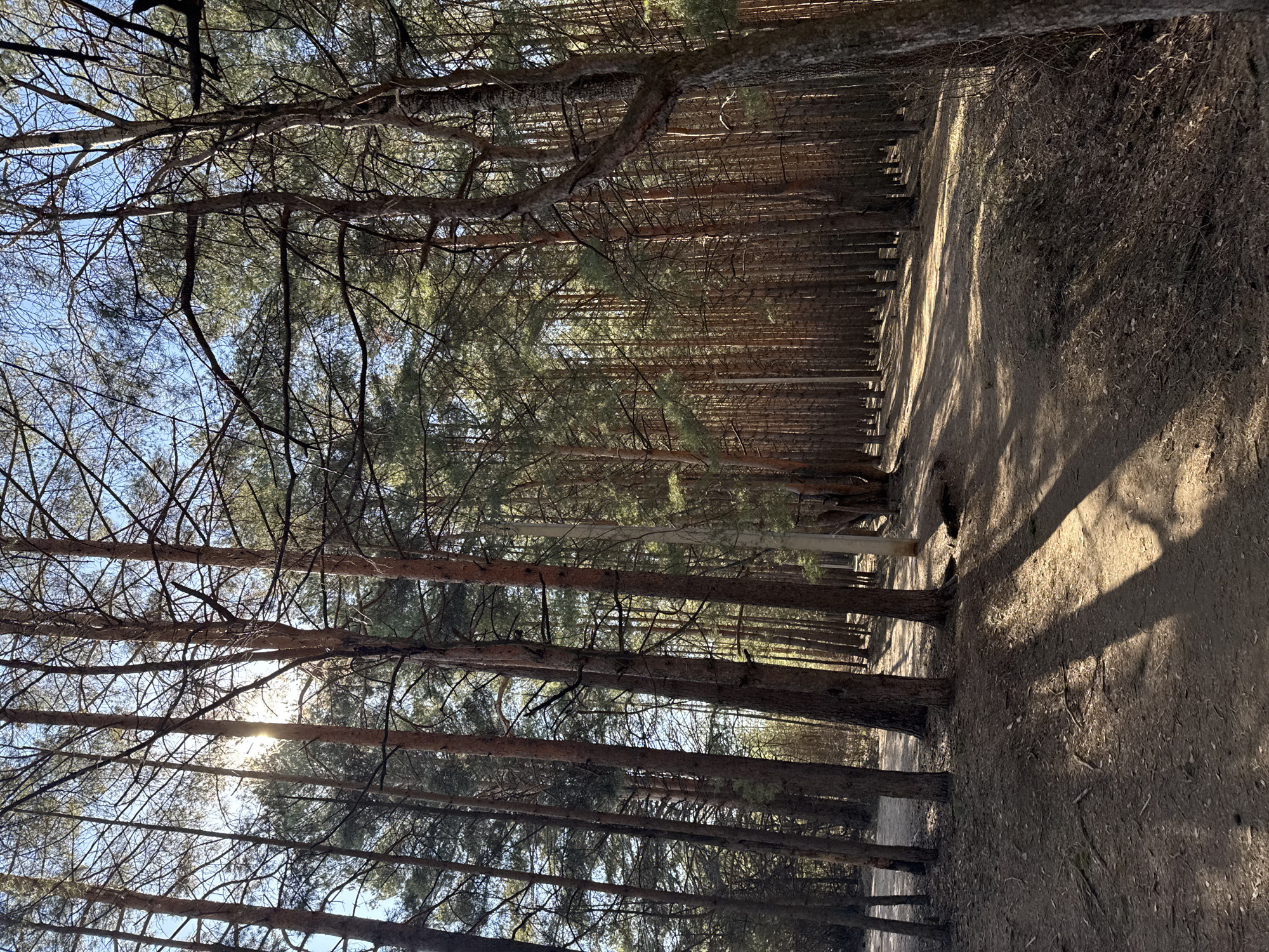 The image depicts a forest in Chaikovsky, Russia. The trees are tall and thin, with dense foliage at the top, casting shadows on the ground. A dirt path runs alongside the trees on the right side of the frame. The sky is visible through the branches, with the sun shining through in one spot. No people are visible.