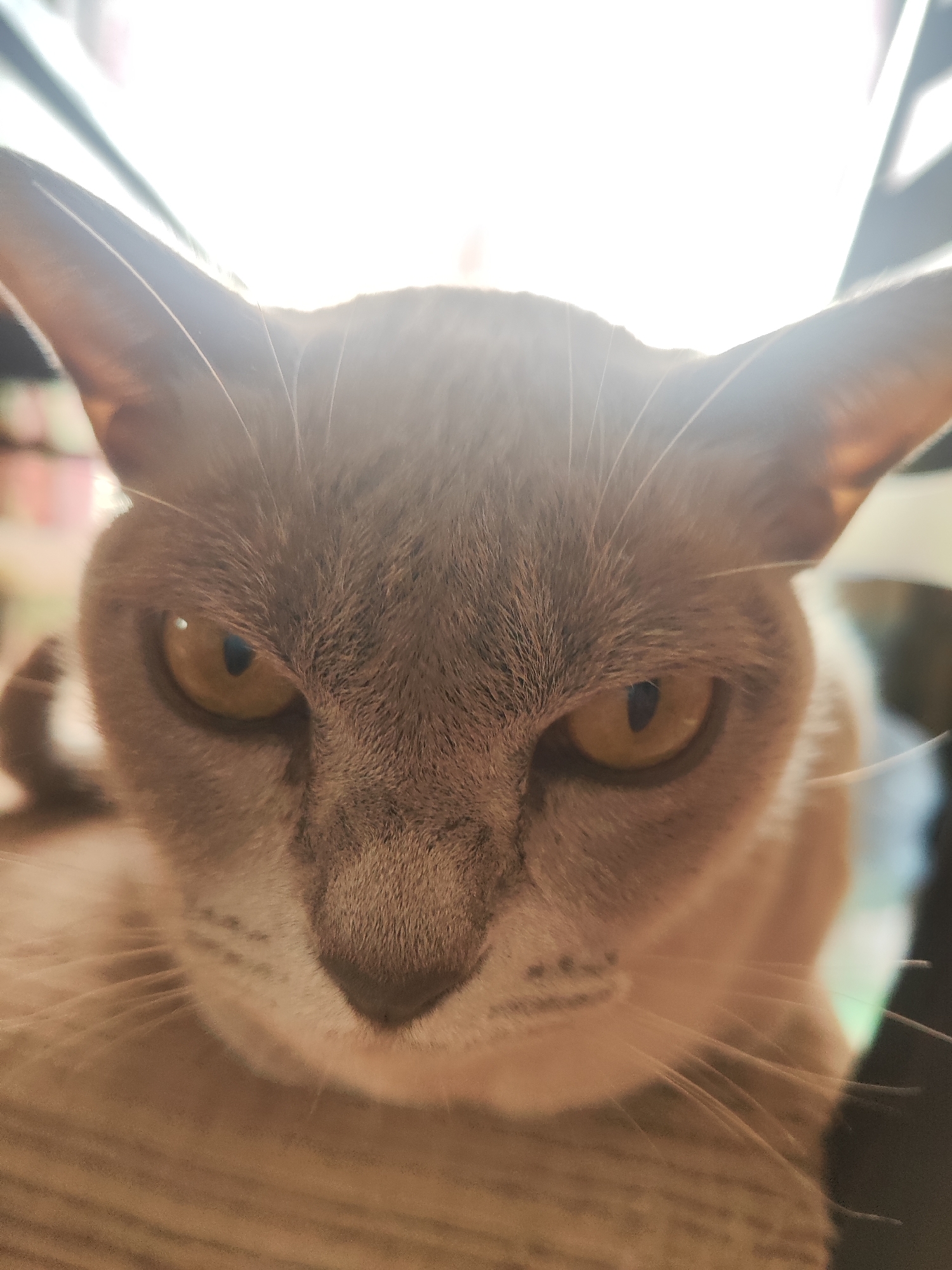 A close-up, low-angle shot captures a light brown cat's face, its ears pointed upwards and its yellow eyes gazing intently at the camera. The background is a blur of light and color, with hints of what might be furniture and a window. The cat appears to be indoors, possibly in a home setting. There is no discernible information in the image to suggest a location in Gvardeysk, Russia.