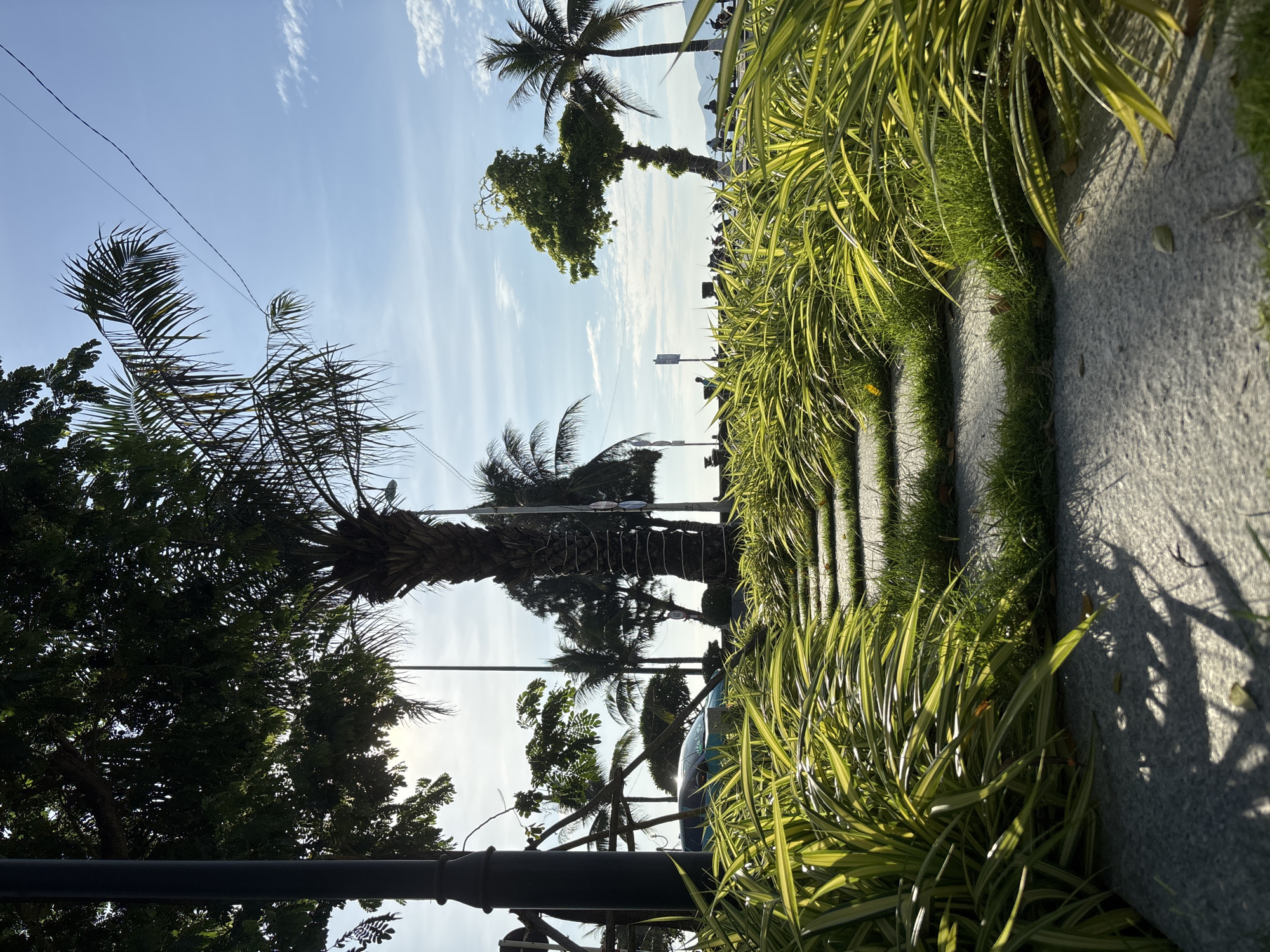 The image depicts a sunlit pathway through a lush garden in Nha Trang, Vietnam. The pathway is paved with large, grey stone slabs interspersed with patches of green grass. On either side of the path, tall, slender plants with variegated green and yellow leaves form a dense border, creating a tunnel-like effect. In the background, palm trees and other tropical foliage dominate the scene, with the bright sun casting dappled shadows on the pathway. Beyond the trees, a street is visible with a parked teal-colored car and a few people walking or standing. Further in the distance, the sky is a clear blue with a few wispy clouds, and hints of mountains can be seen on the horizon. The overall impression is of a tranquil, tropical urban landscape.
