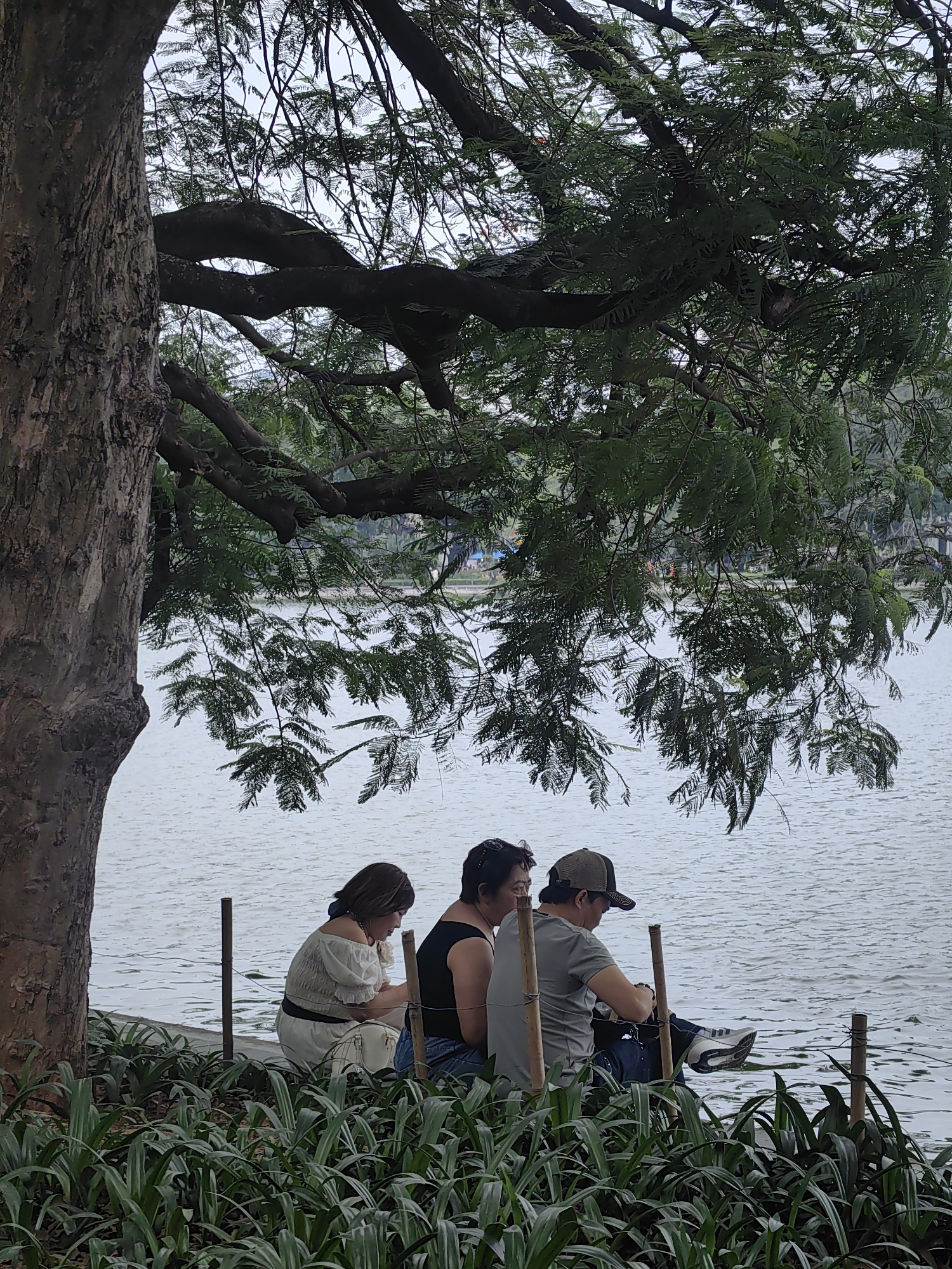 Three people are seated near the edge of Hoàn Kiếm Lake in Hà Nội, Vietnam. They are positioned beneath a large tree with dense foliage, which partially obscures the lake's surface. The person on the left is wearing a white dress with a black belt. The middle person wears a black tank top and the person on the right wears a grey shirt and a baseball cap. Green plants are visible in the foreground. A series of vertical posts run along the shoreline between the people and the lake.
