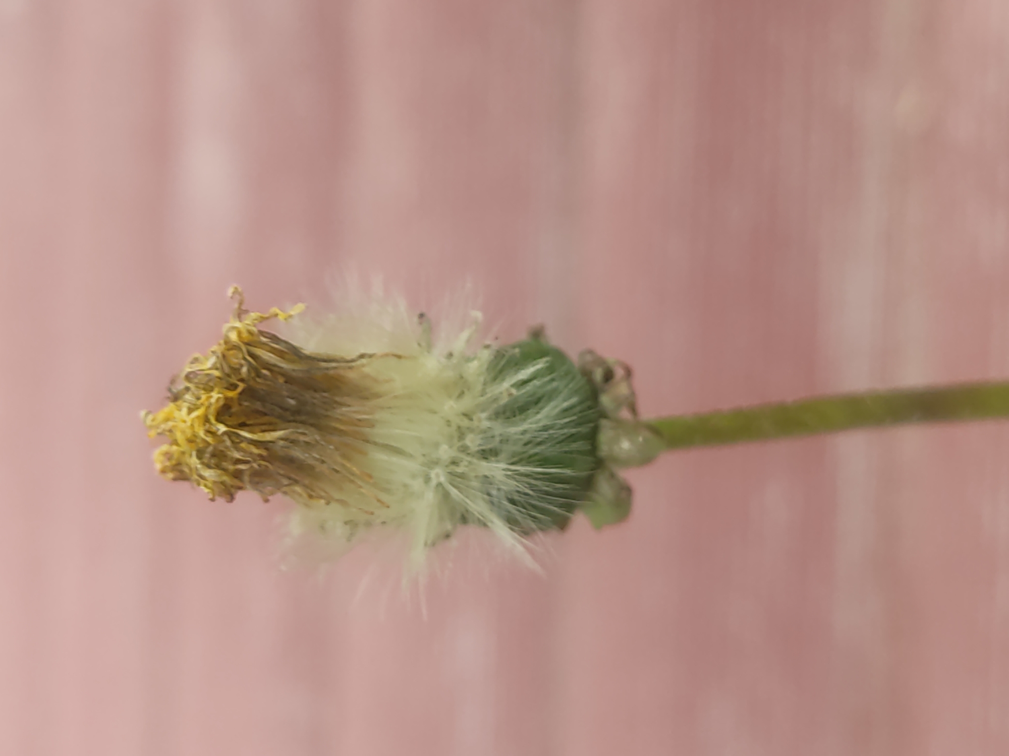 A close-up, vertical, slightly off-center shot of a single, dried dandelion seed head. The flower head is predominantly a faded yellow-brown, with some lighter, wispy filaments extending downwards. The receptacle of the flower is a vibrant green, and the stem below is also green, blurred with a slight incline to the right. The background is a soft, out-of-focus pink, with subtle horizontal striations. The image was captured in Voludryntsi, Ukraine.