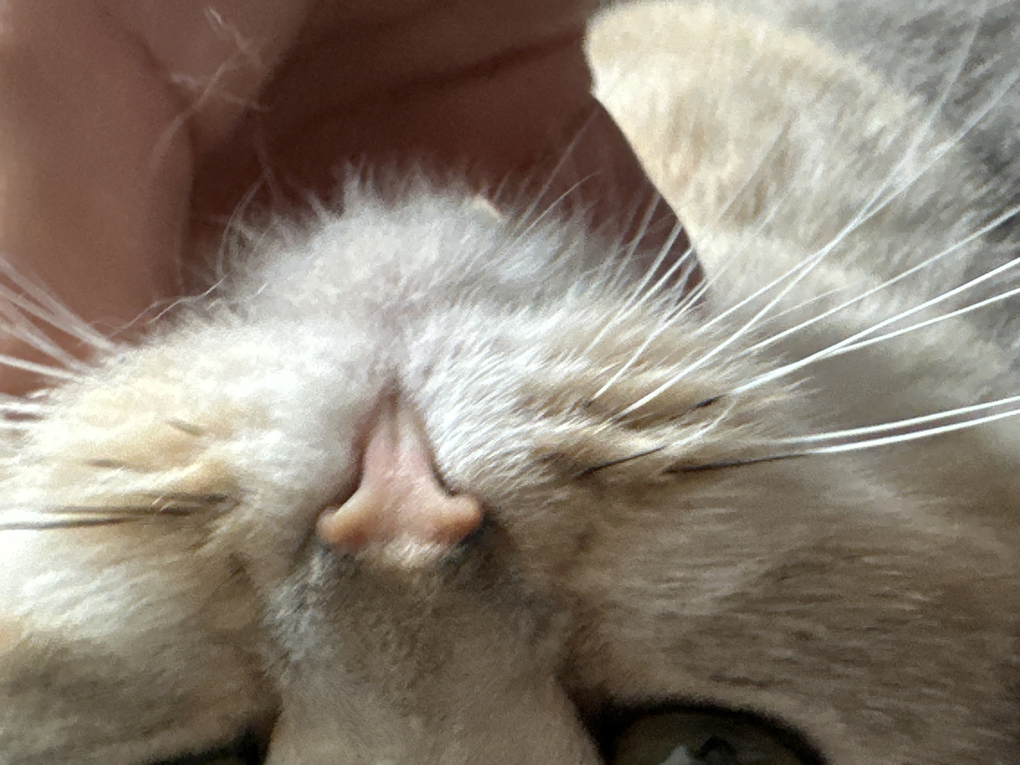 An extreme close-up shot shows the side of a light-colored cat's face, with its pink nose prominently featured. The cat's fur appears soft and fluffy, with visible whiskers extending outwards. The background is a warm, reddish-brown, suggesting a hand or fabric close to the cat. The lighting is soft and diffused, creating a gentle focus on the cat's facial features. The image is cropped tightly, emphasizing the texture of the fur and the delicate details of the cat's nose and whiskers.